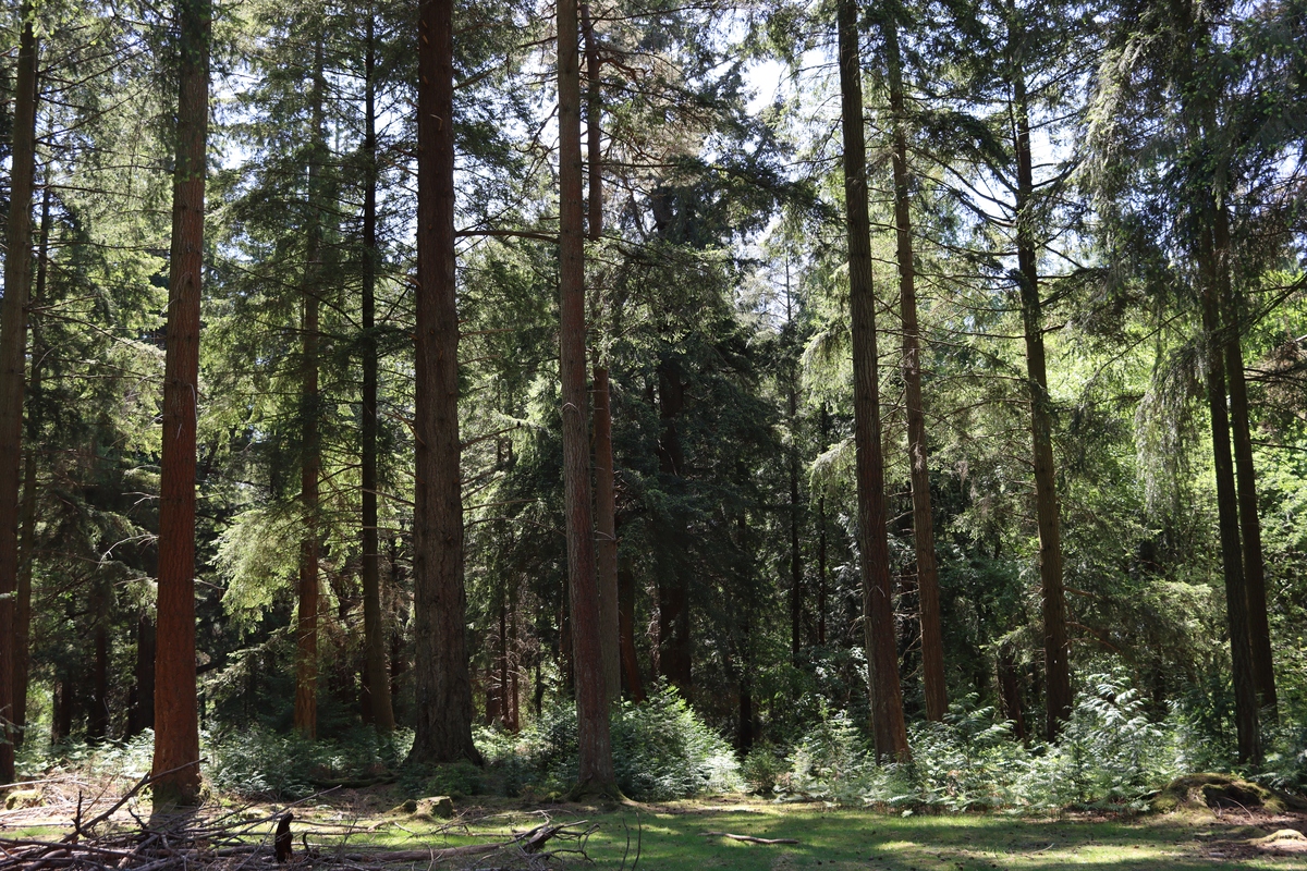 森林有哪些树木类型？一文带你了解常见的森林树种