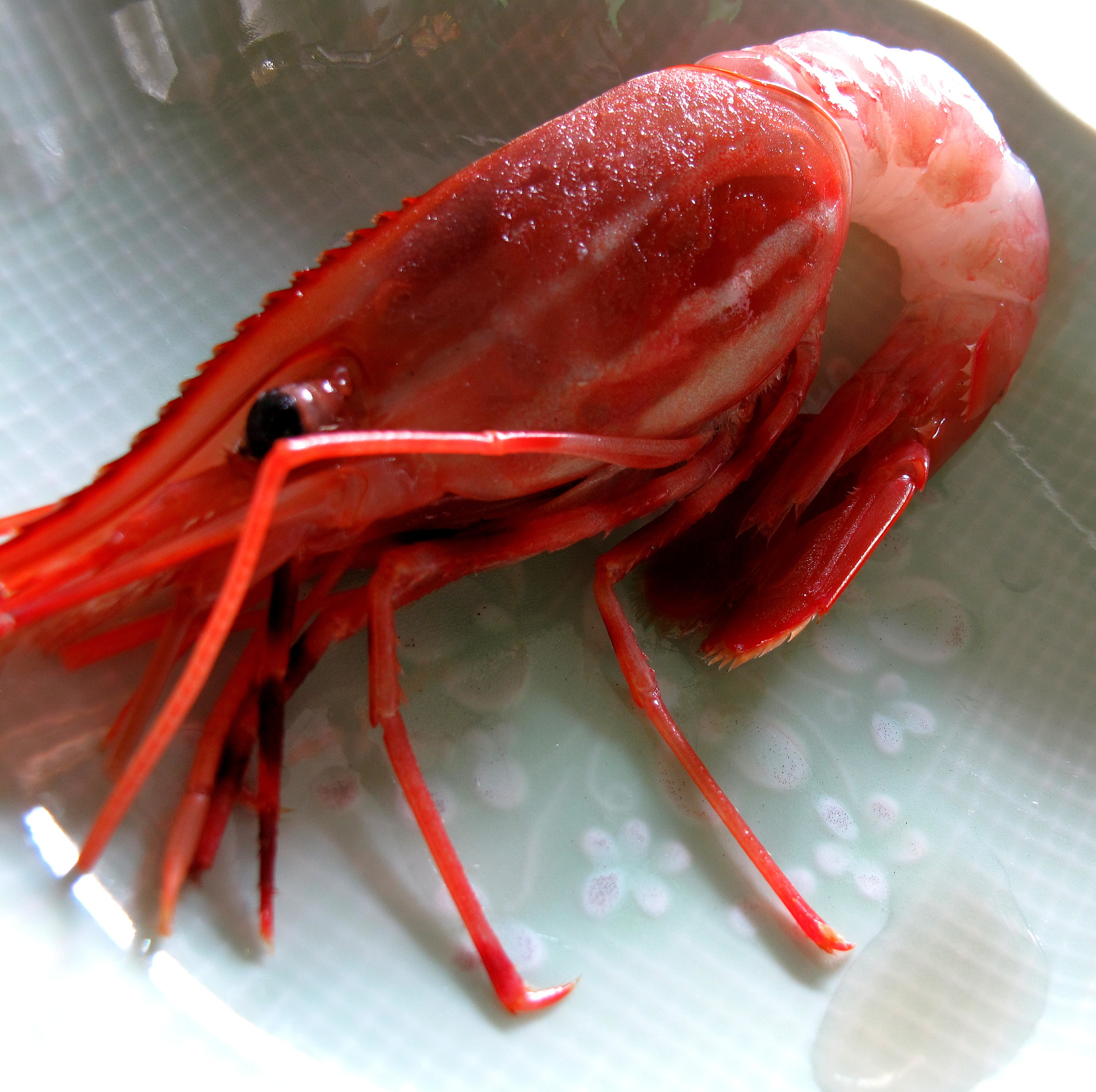 虾壳发黄或发红是正常的吗？