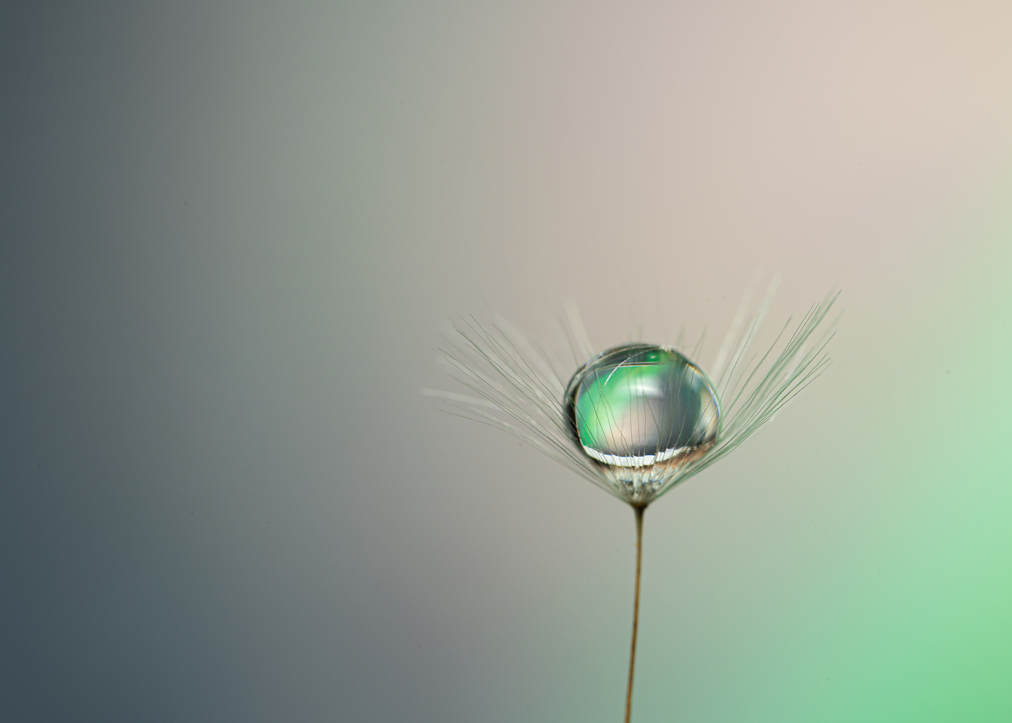 在小小的花园里面挖呀挖呀挖种小小的种子后面是什么 ？