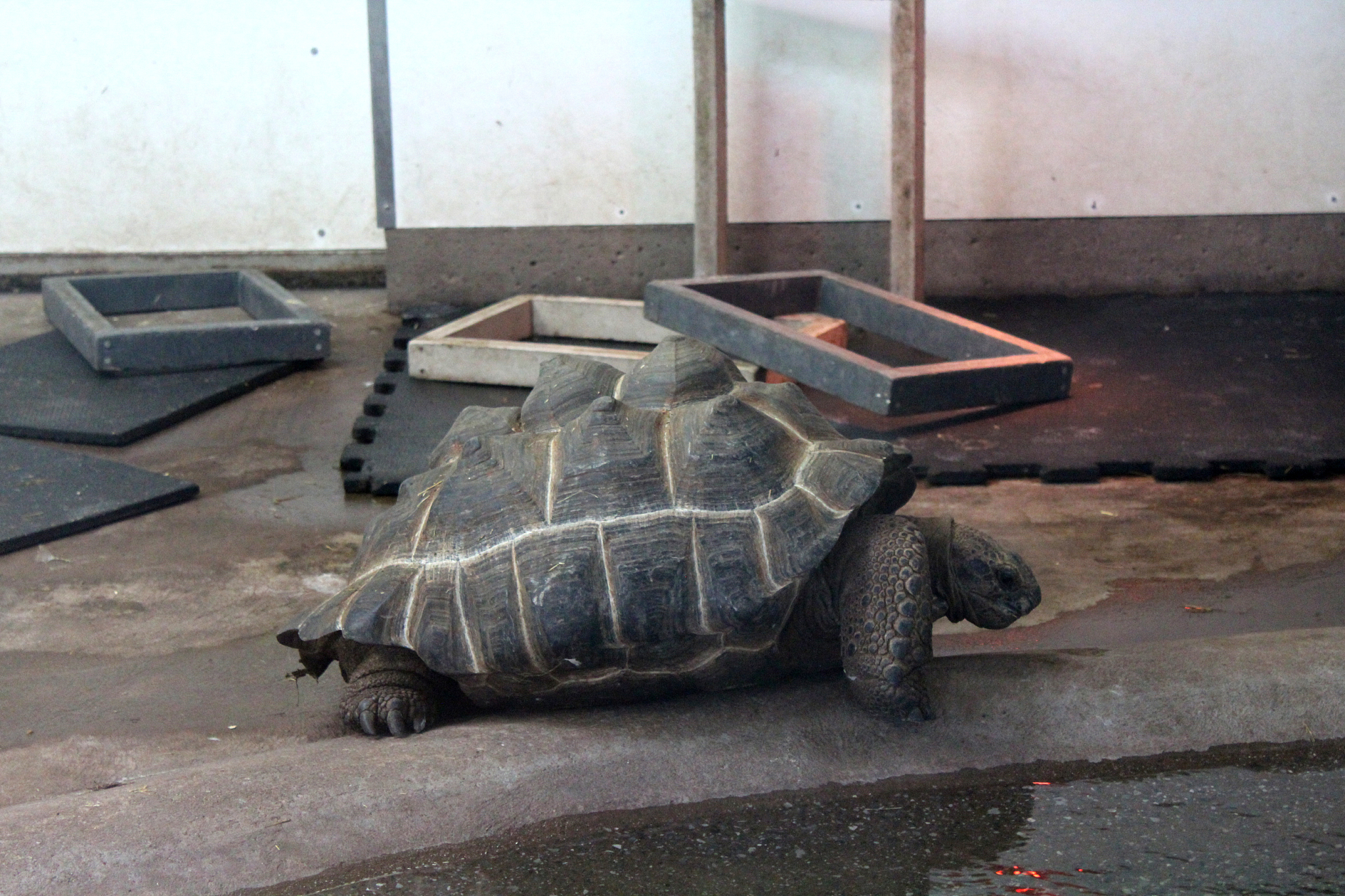 giant turtle