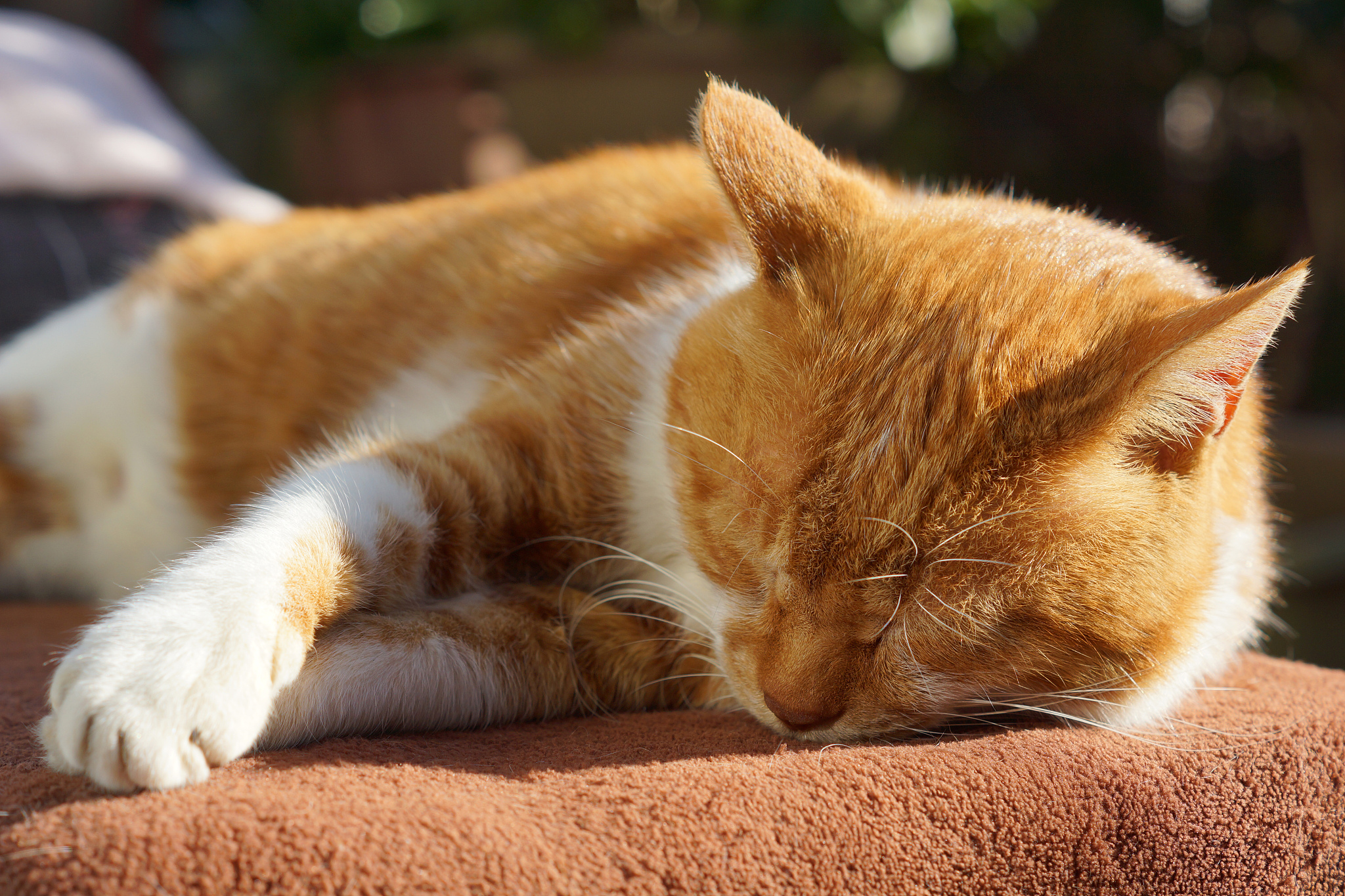 the cat which sleeps
