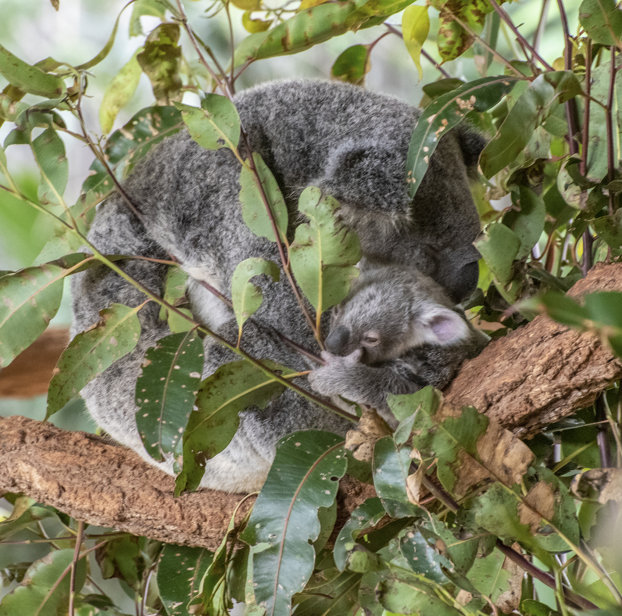 australian koala and baby, having a snooze