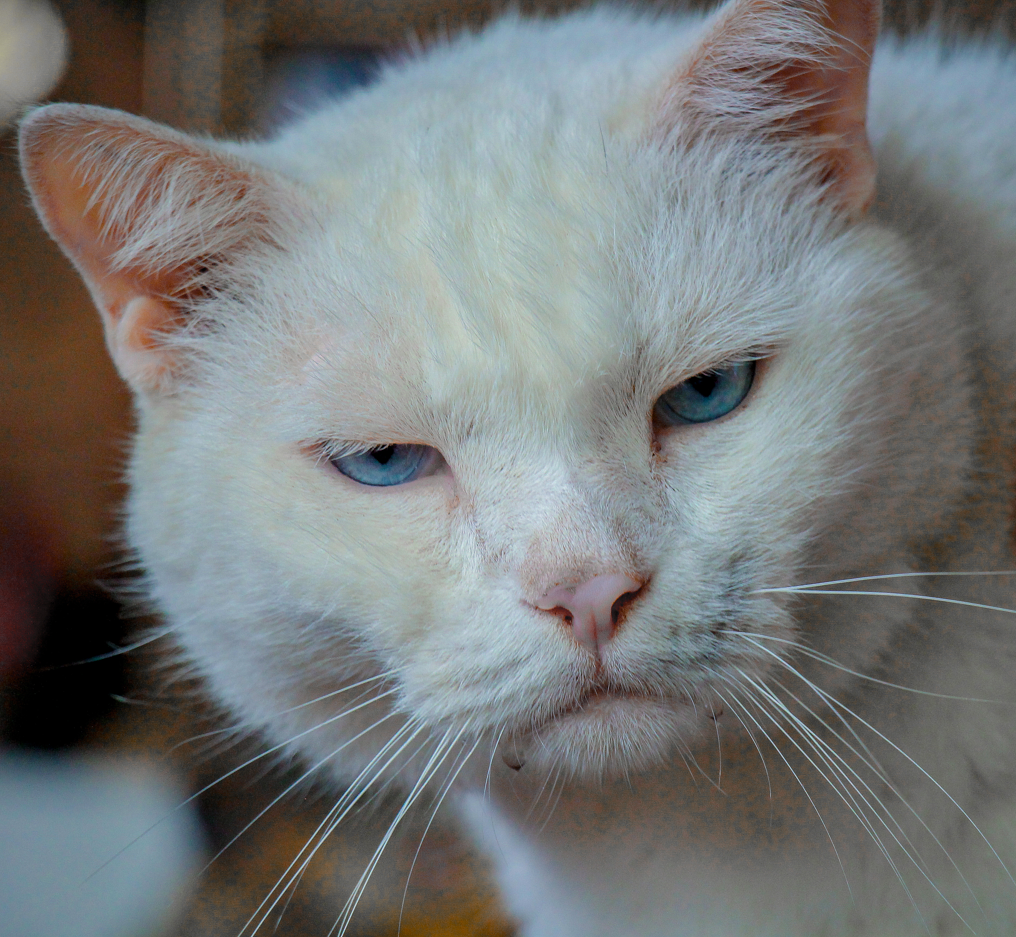 <strong>猫</strong>,特写,注视镜头,动物主题,素攀武里府,肖像,泰国,脊椎动物,哺乳纲