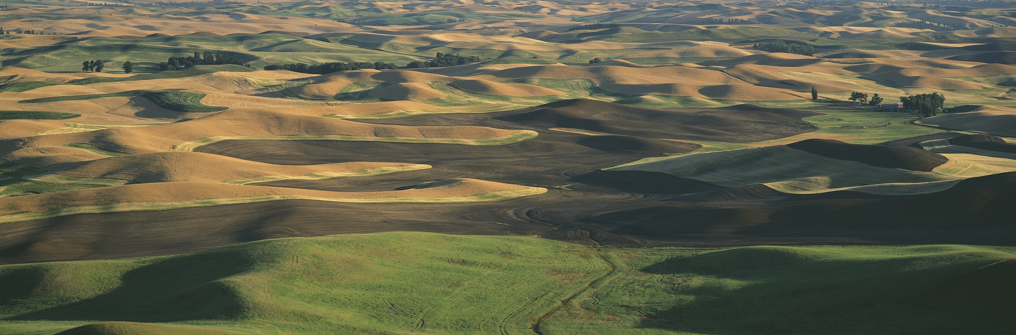 "wheat and barley, s.e. washington"