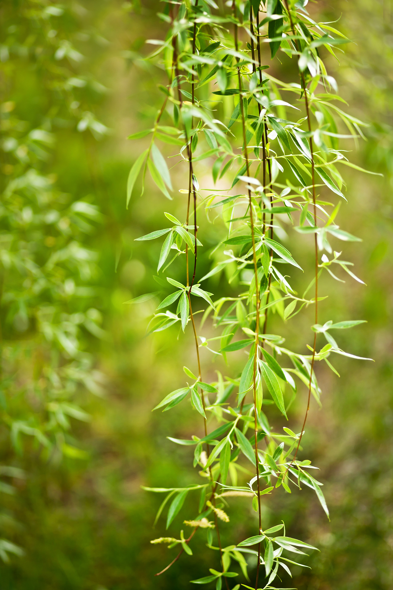 柳树：水边摇曳的美丽与药用价值