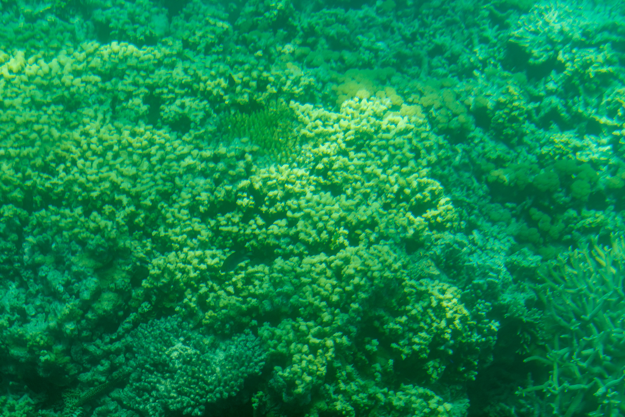 underwater world of great barrier reef with corals and tropical 