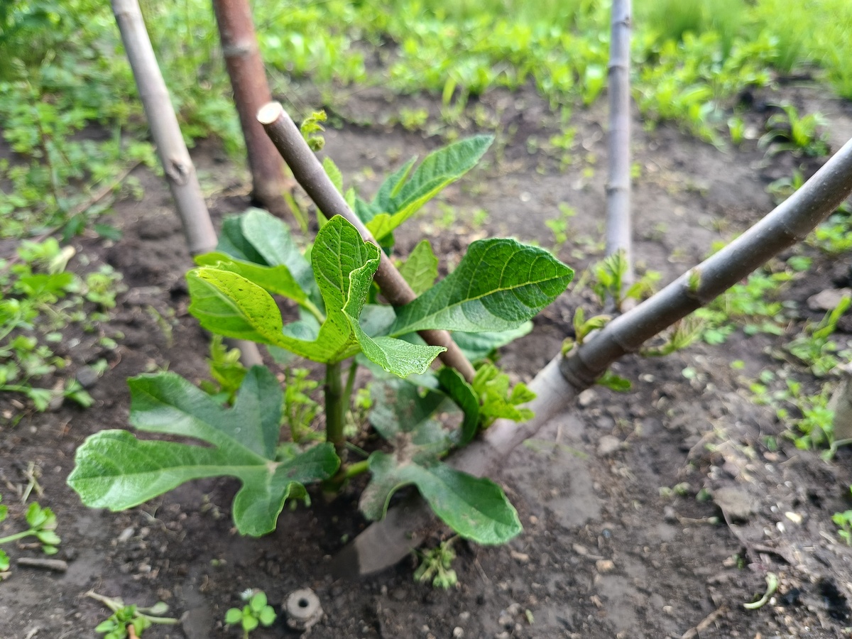 5月月季花修剪指南：花后修剪、病虫害防治全攻略