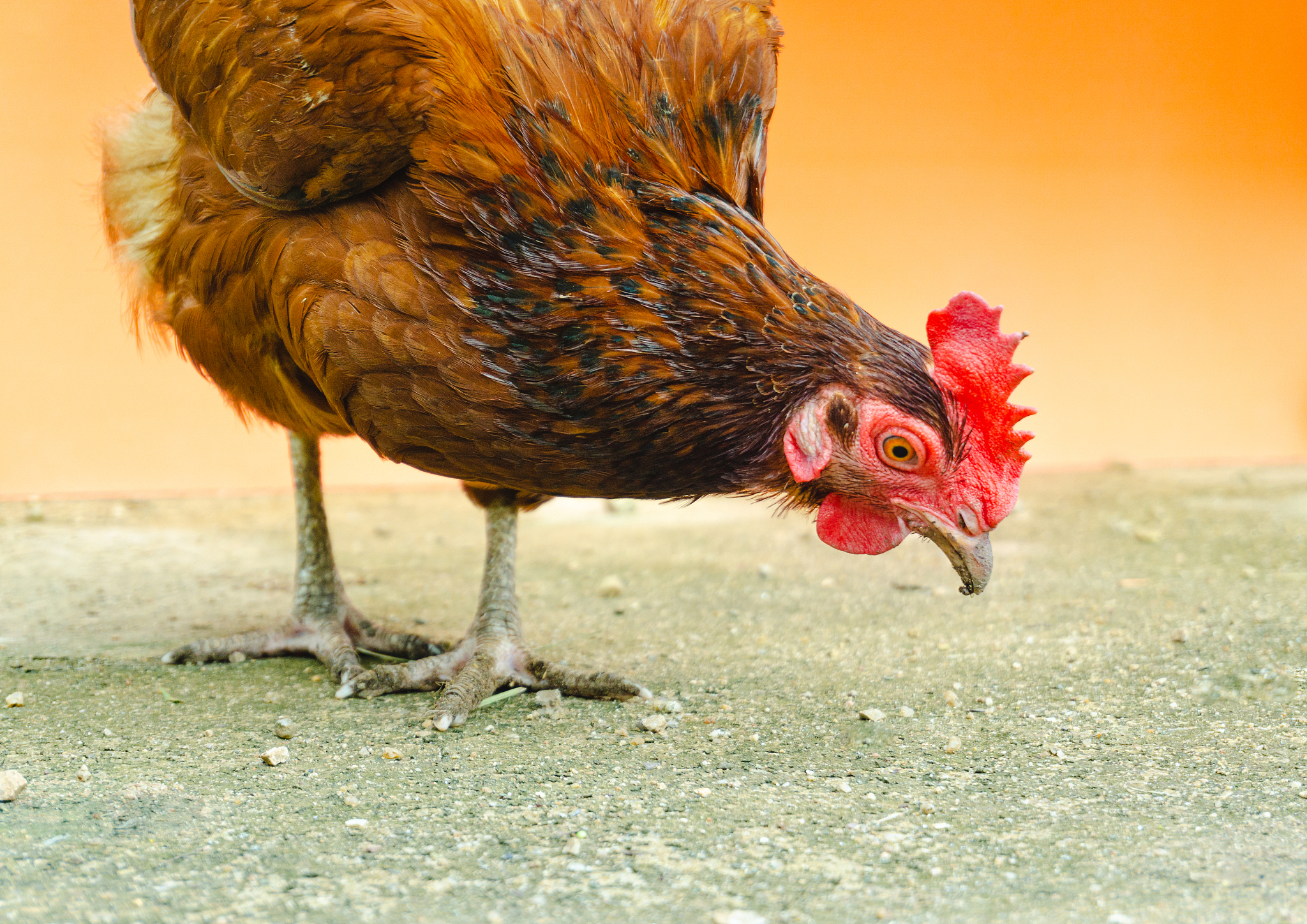 the hen is looking for food on the floor.