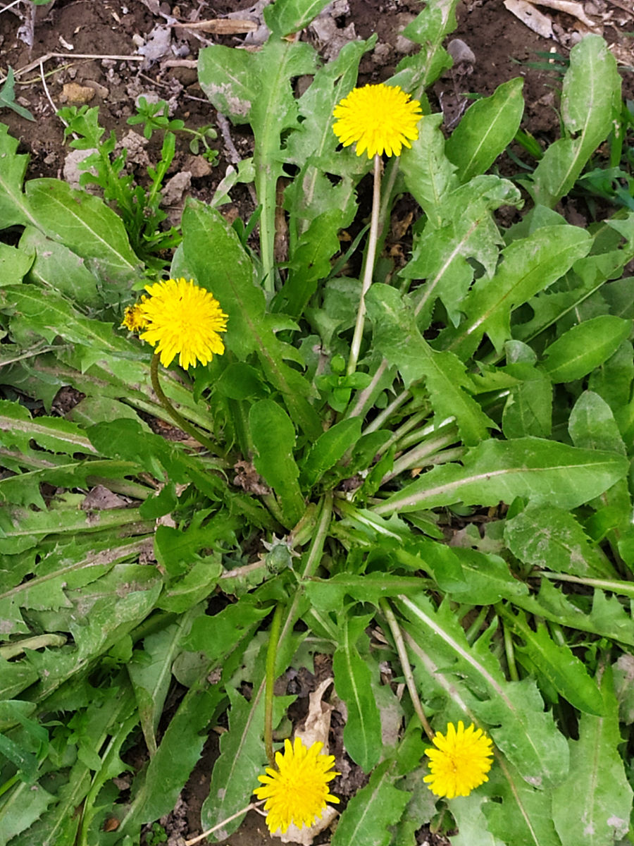 蒲公英泡脚的功效与作用及禁忌症，