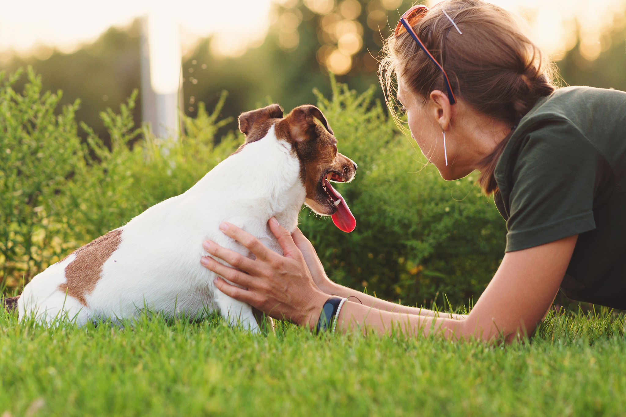 🐶 解读狗狗肢体语言：与毛孩子高效沟通的秘诀