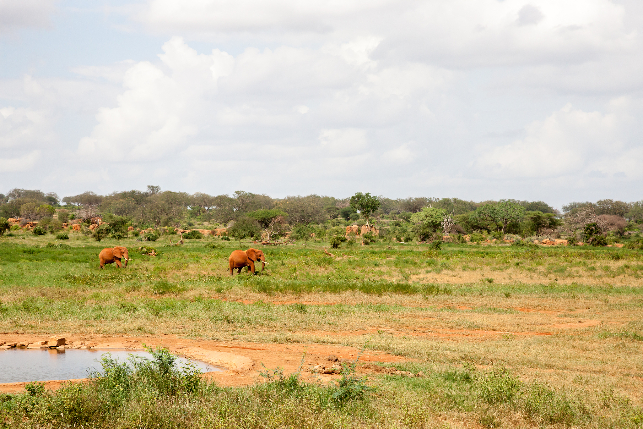 elephants are walking throught the savannah near the waterhole