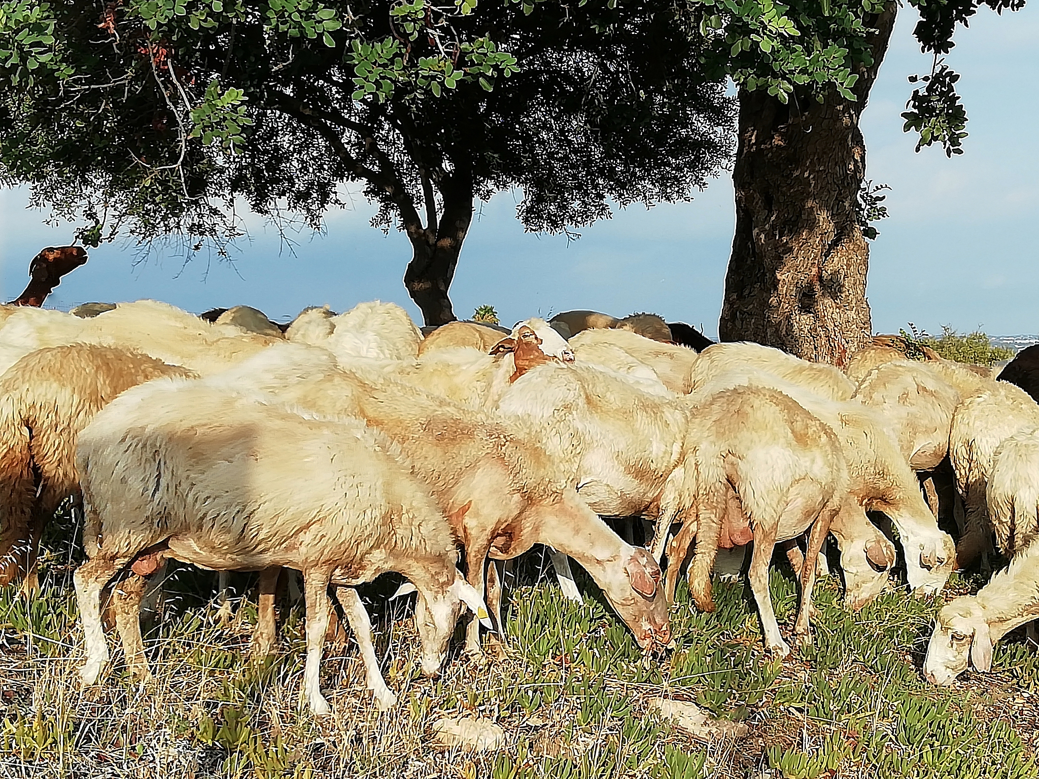 百脉根对湖羊生长性能、抗氧化能力和免疫能力的影响