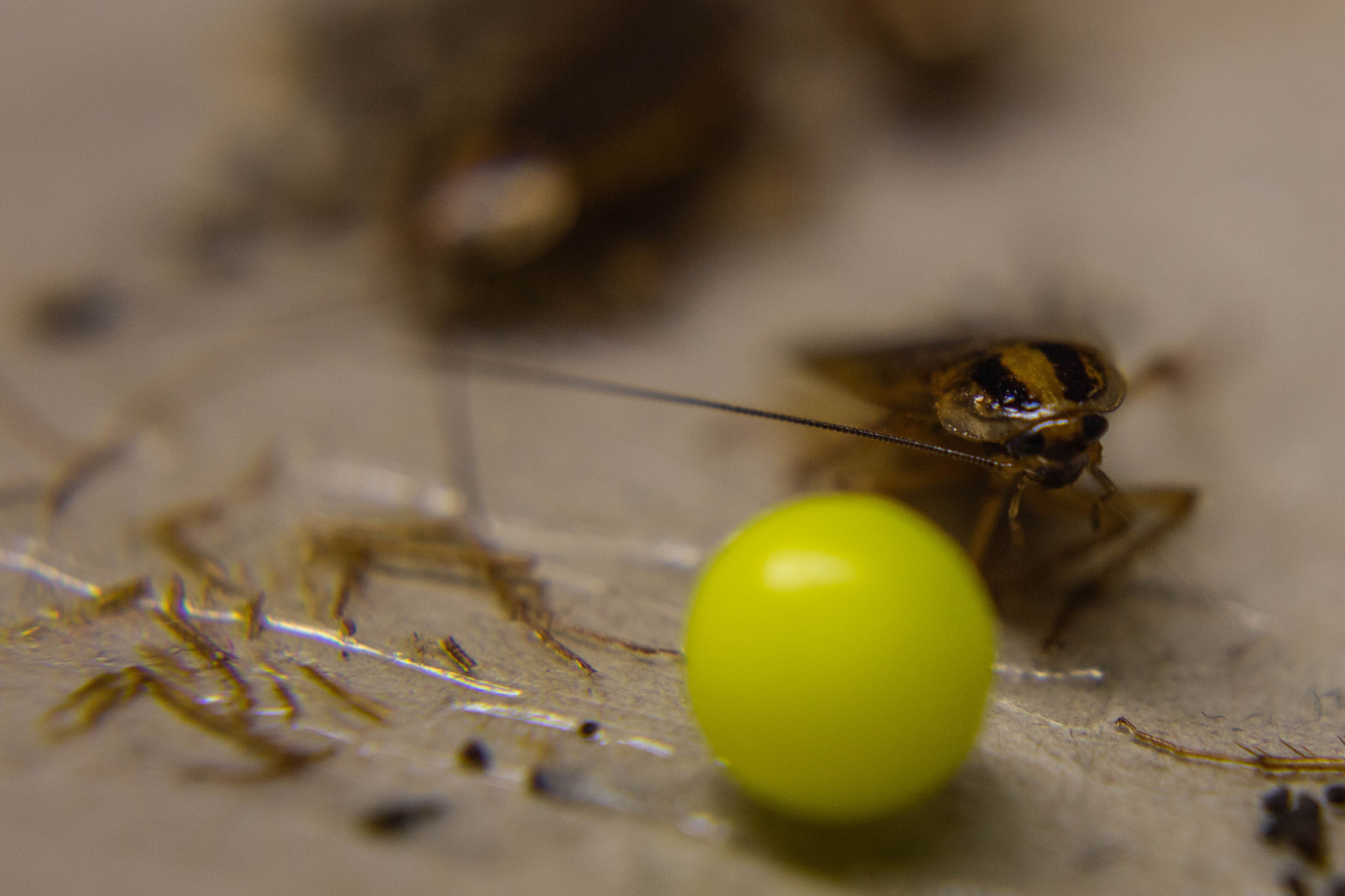 写一篇赞美苍蝇的抒情文