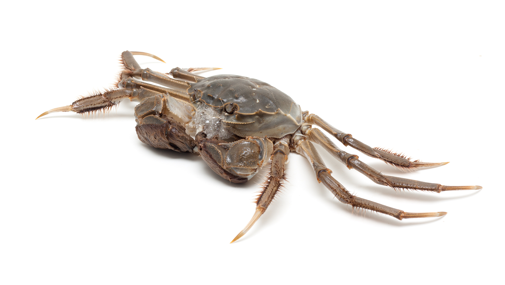 2020年重庆三峡职业学院水产养殖技术专业招生