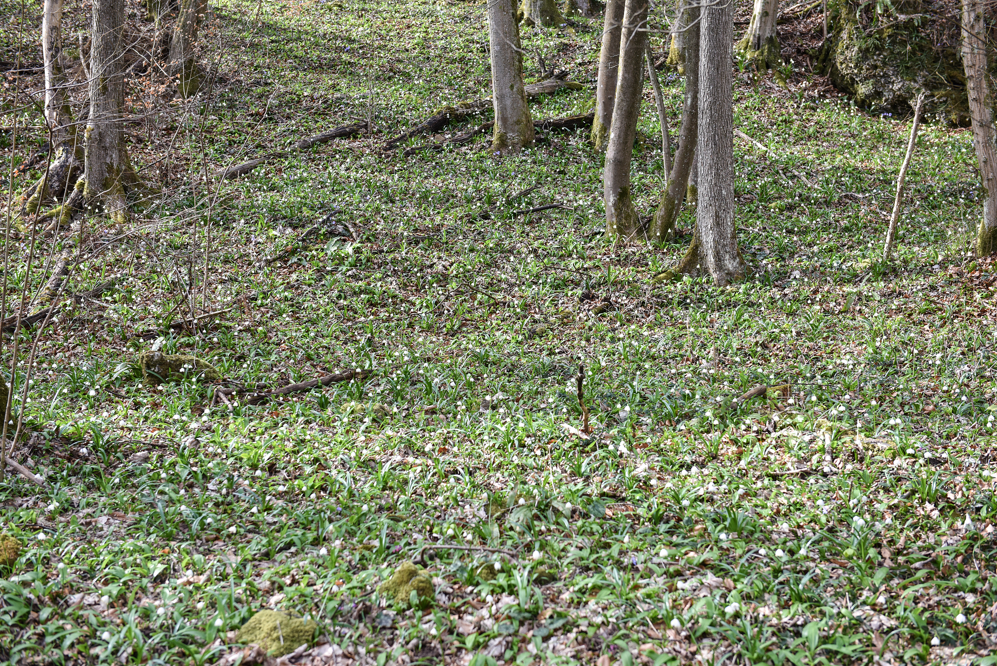 密密丛丛是什么意思_词语密密丛丛的意思