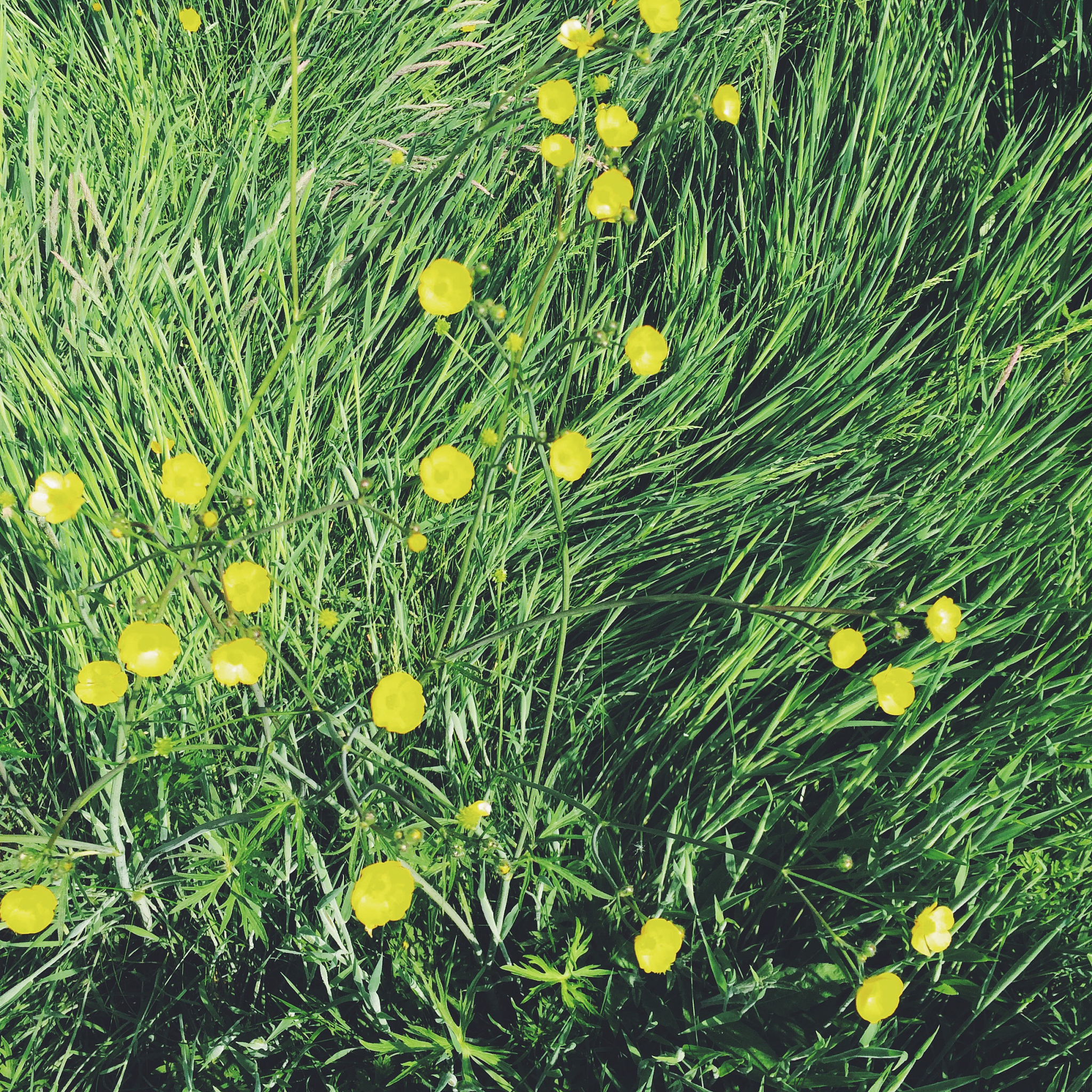 枯草芽孢杆菌：生物控制、环境保护和药物生产的多面手