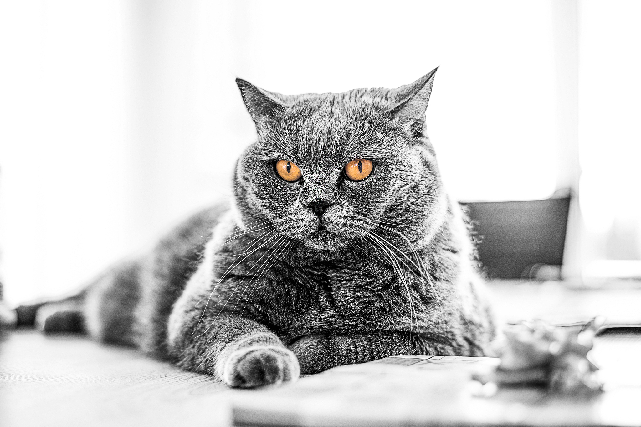 close-up portrait of a relaxed cat