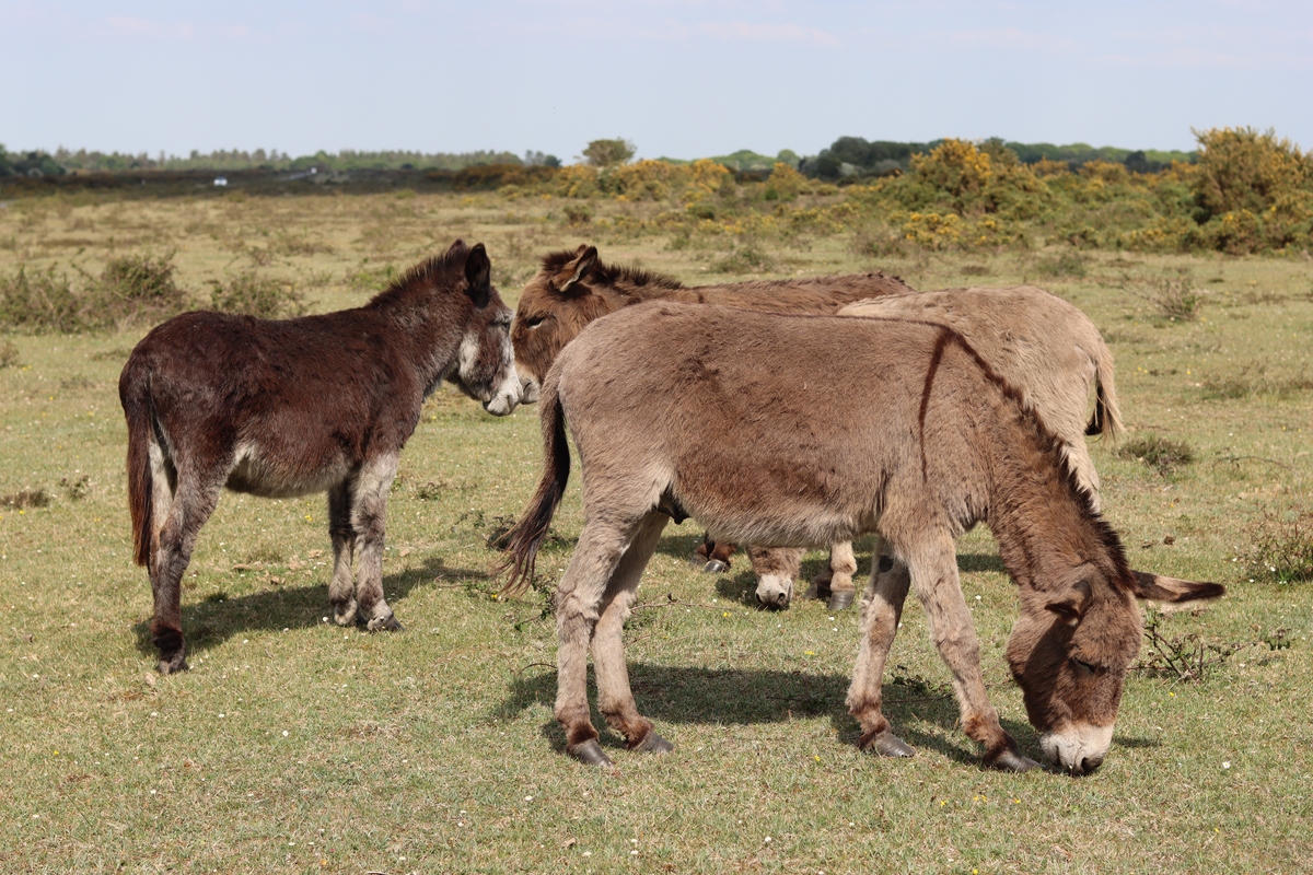 呼伦贝尔草原特有动物：蒙古野驴、小熊猫等