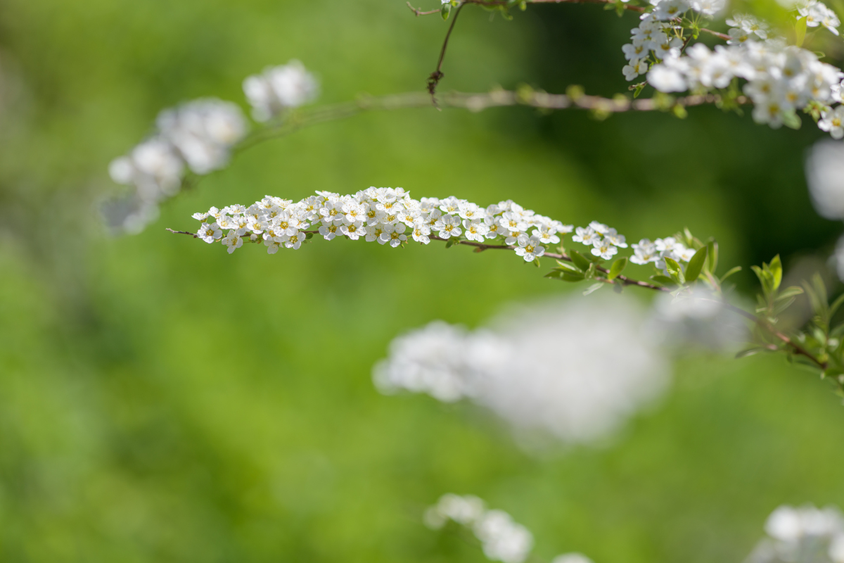 关于杨絮的文案