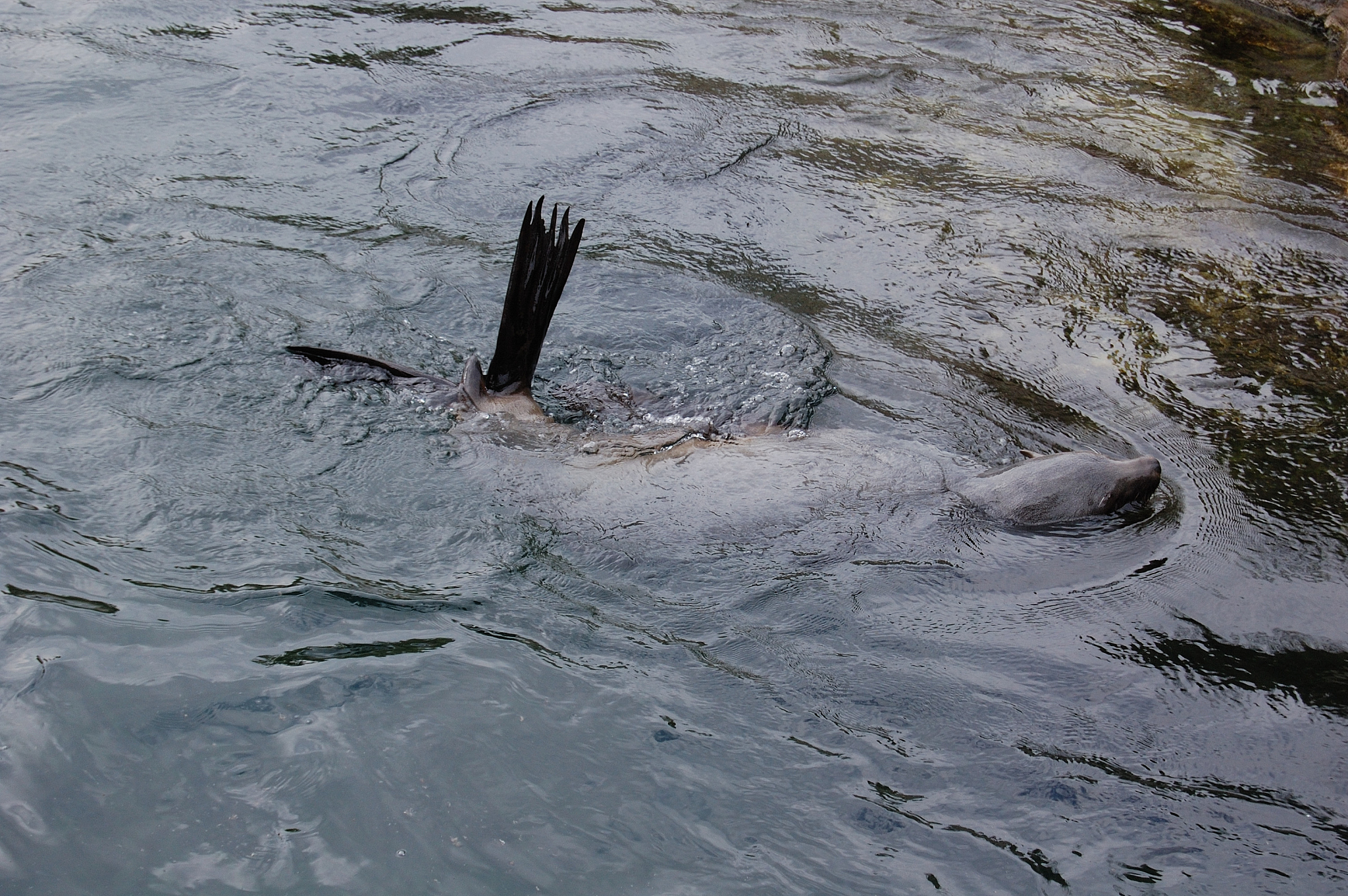 中石化黑天鹅事件：影响深远，警示企业环保安全