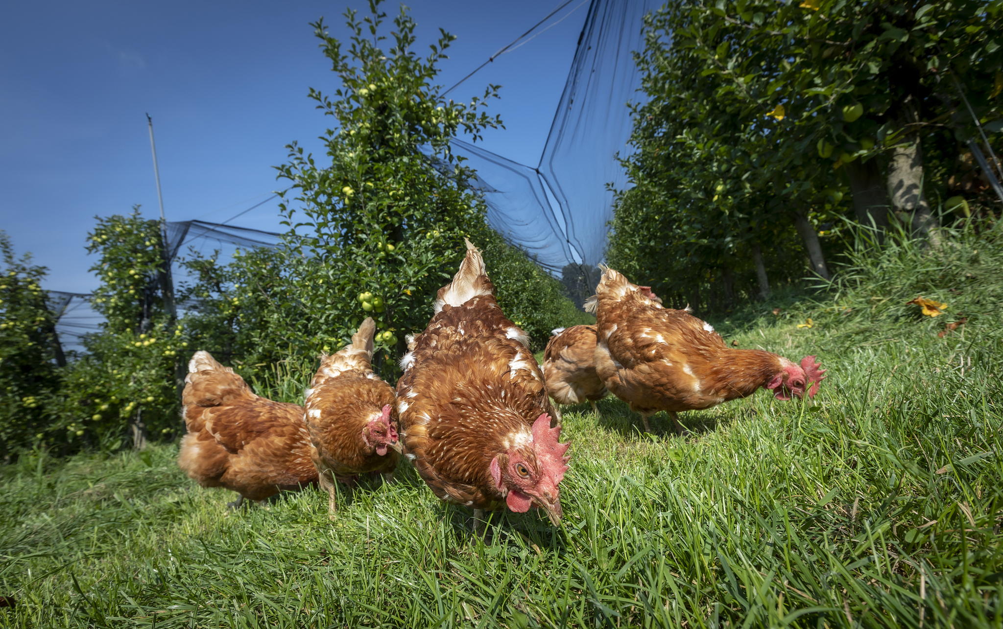 DY肉鸡公司全产业链绿色安全技术应用强化指南