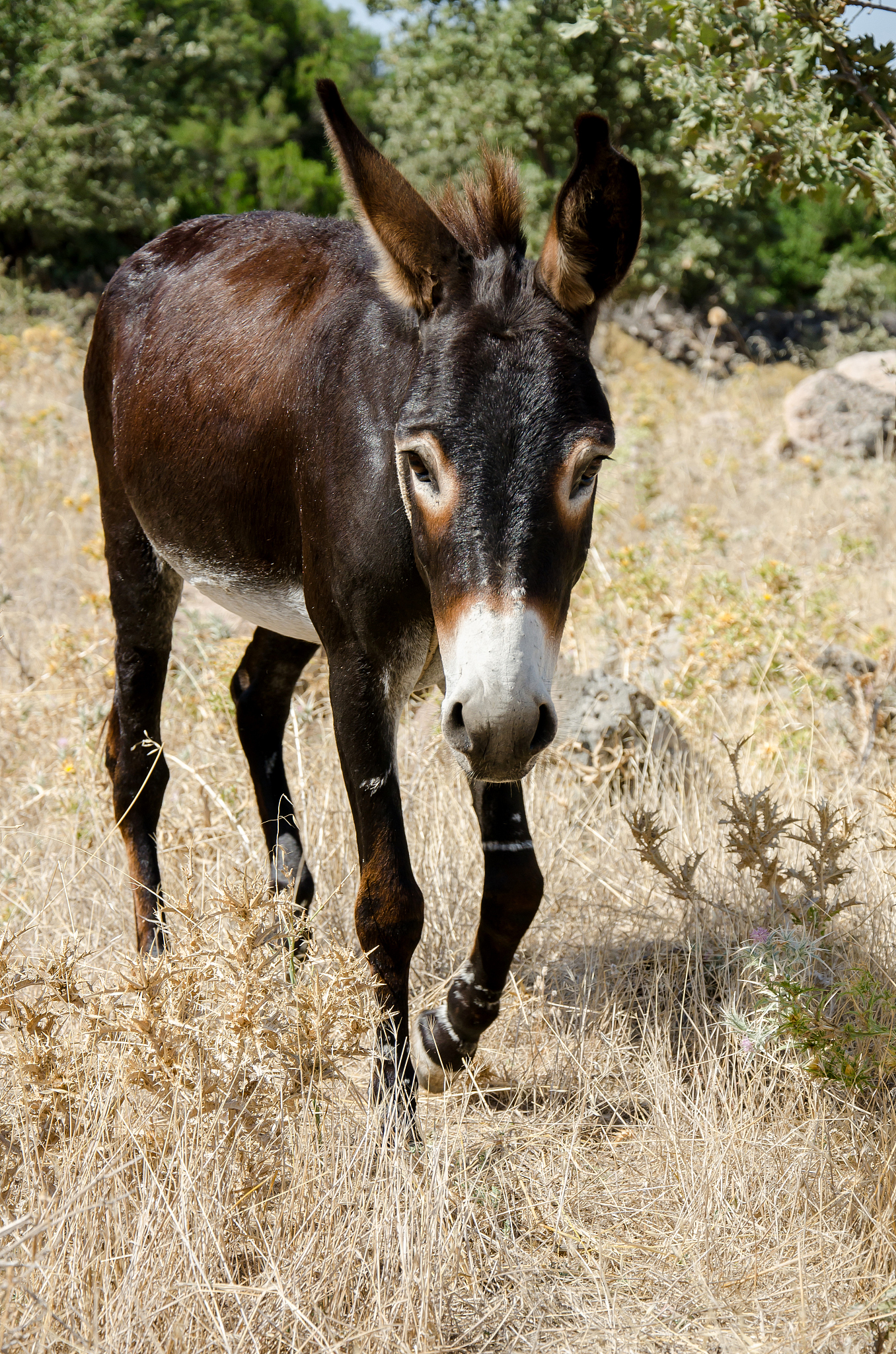 donkey