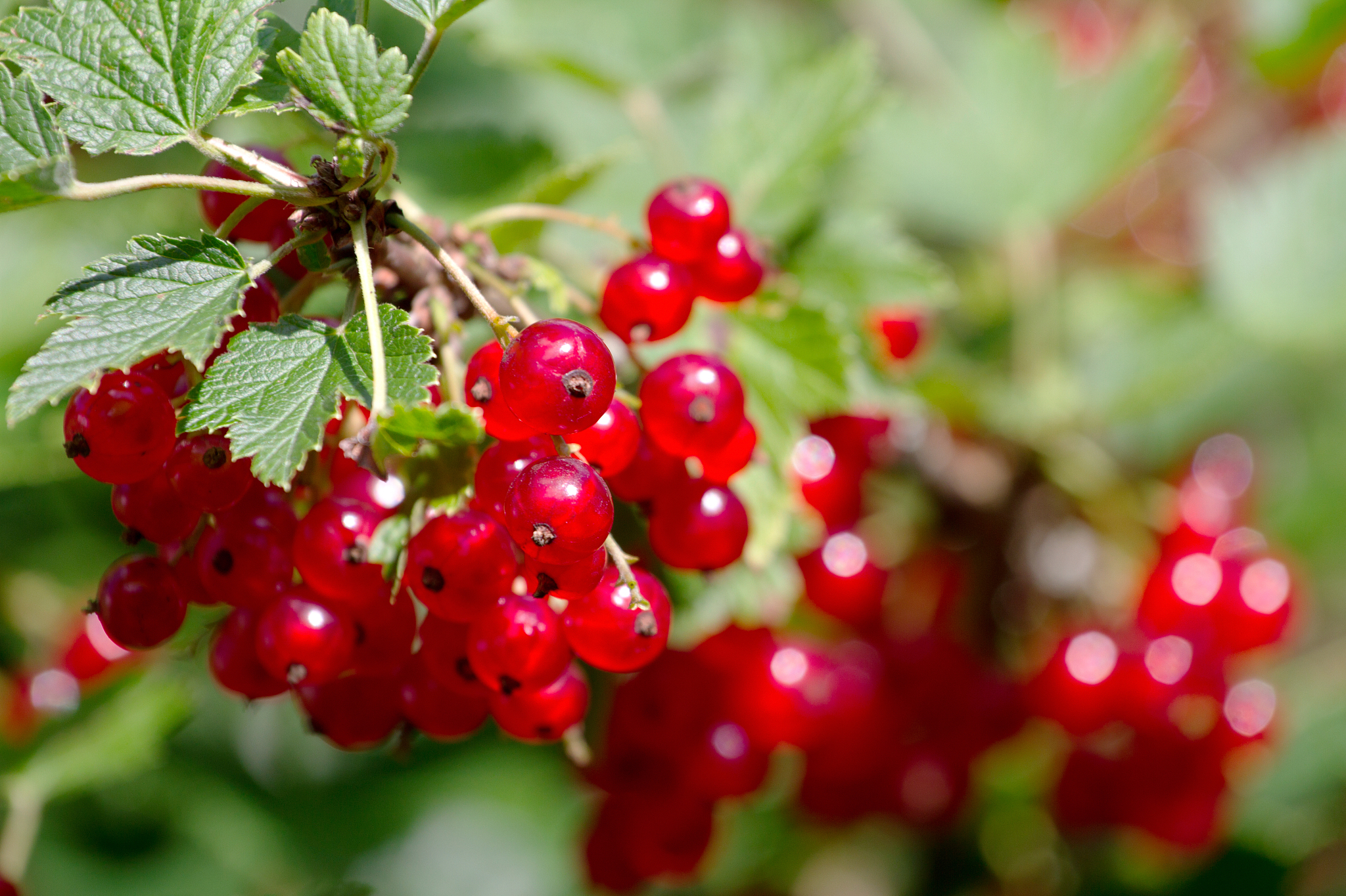 red currant berries on a bush
