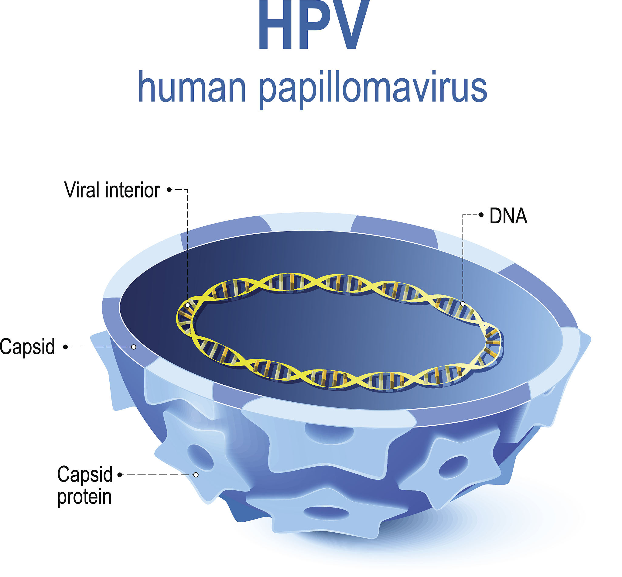 用更为地道、科学的英文表达如下内容：HUVEC displayed self-organization forming a complex multilayered network of interconnected micro-vessels while maintaining their 3D lumenized structure