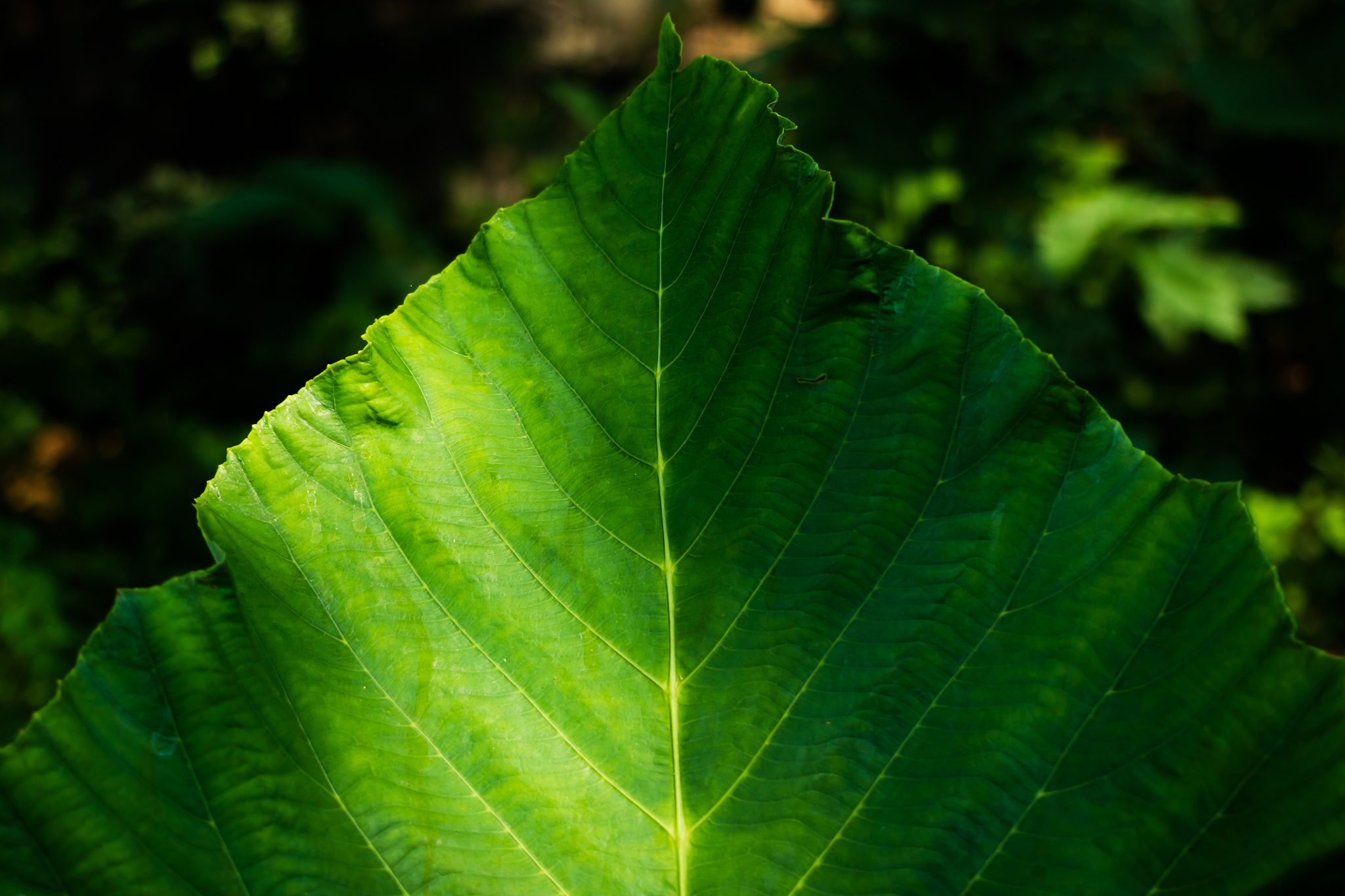 green leaves pattern background