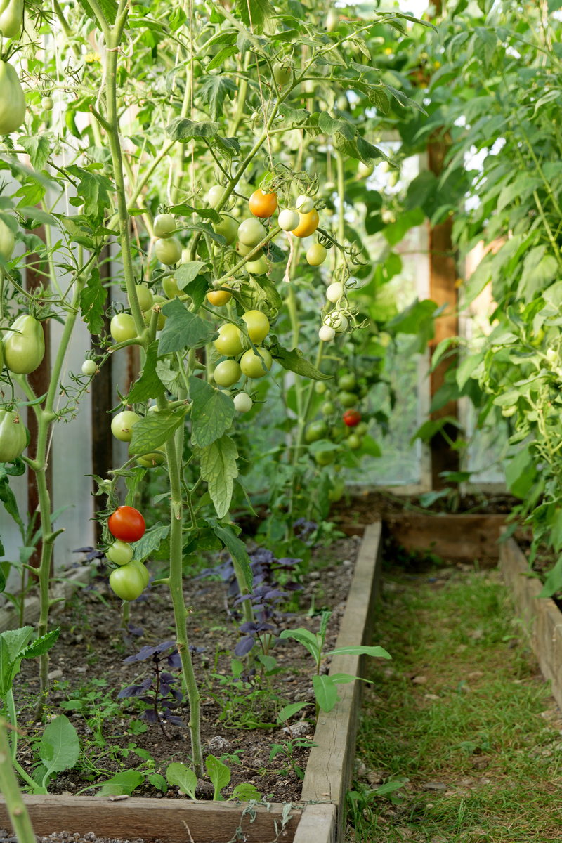 西红柿和土豆不能挨着种：原因解析和种植建议