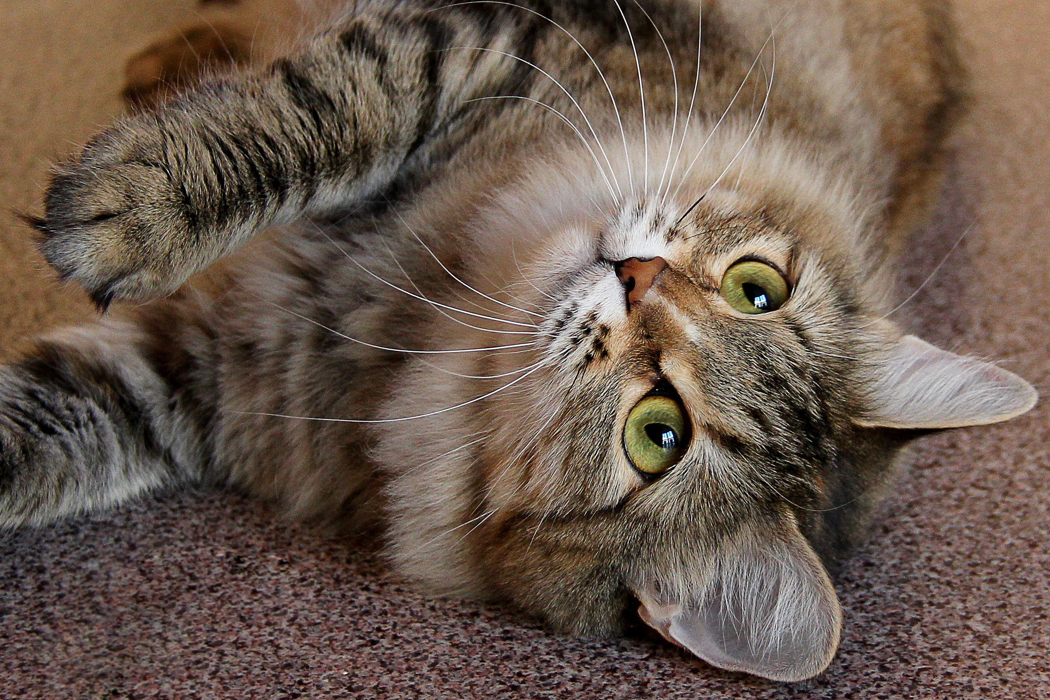 portrait of one cute cat lying on the floor