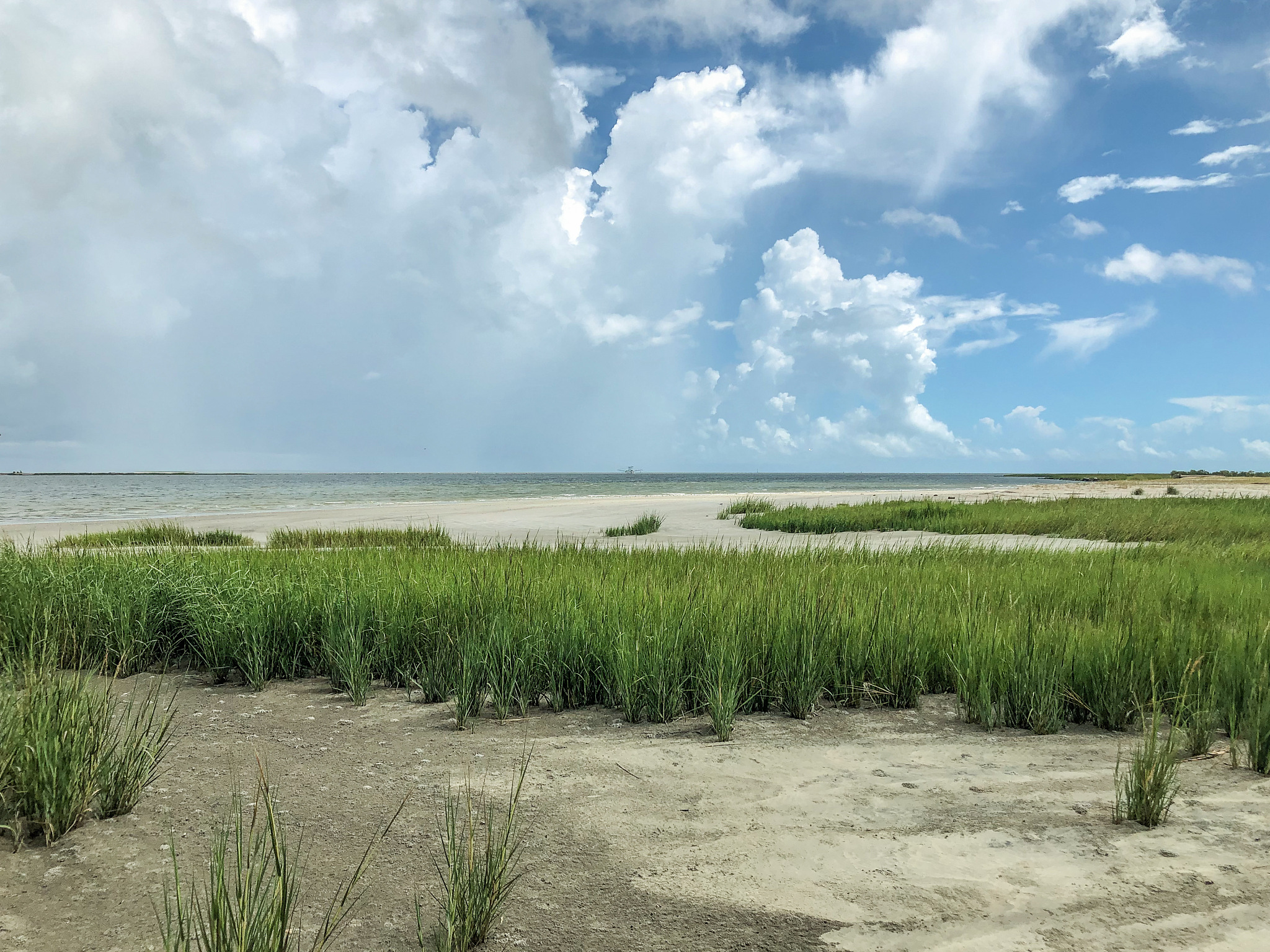 sea grass - georgia coast