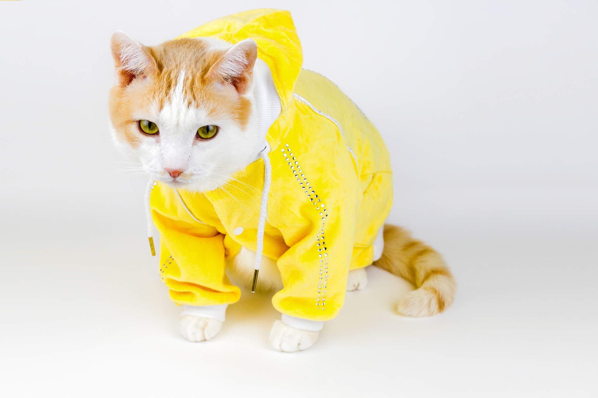 小猫银子说唱：我，猫界传奇之星！