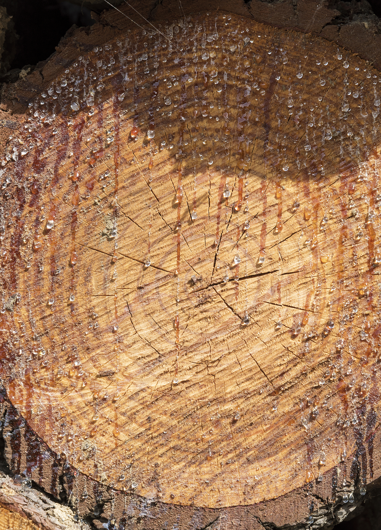 tree rings