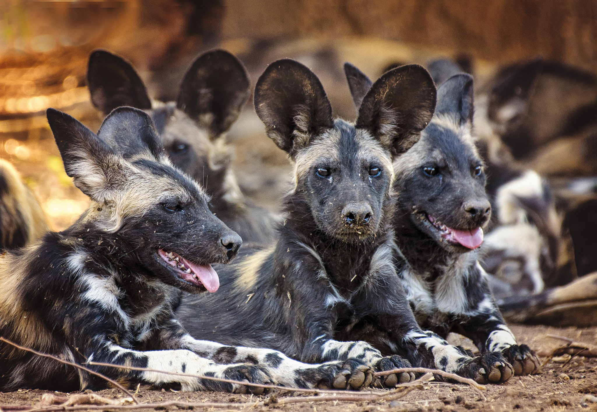 three painted wolves of the nyakasanga pack at rest in mana pool