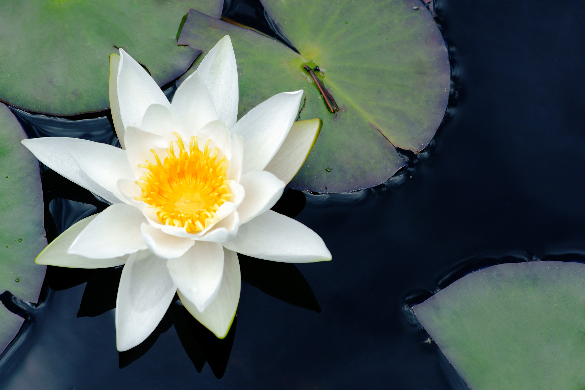 莲花风水寓意：吉祥、清净、高洁、优雅，你家摆了吗？