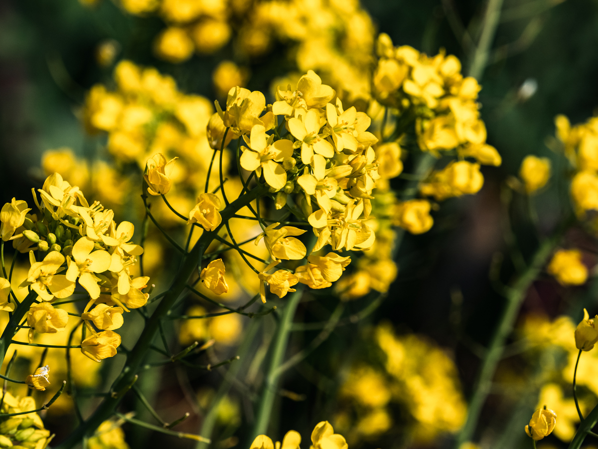 黄花开花能吃吗？营养价值和美味做法