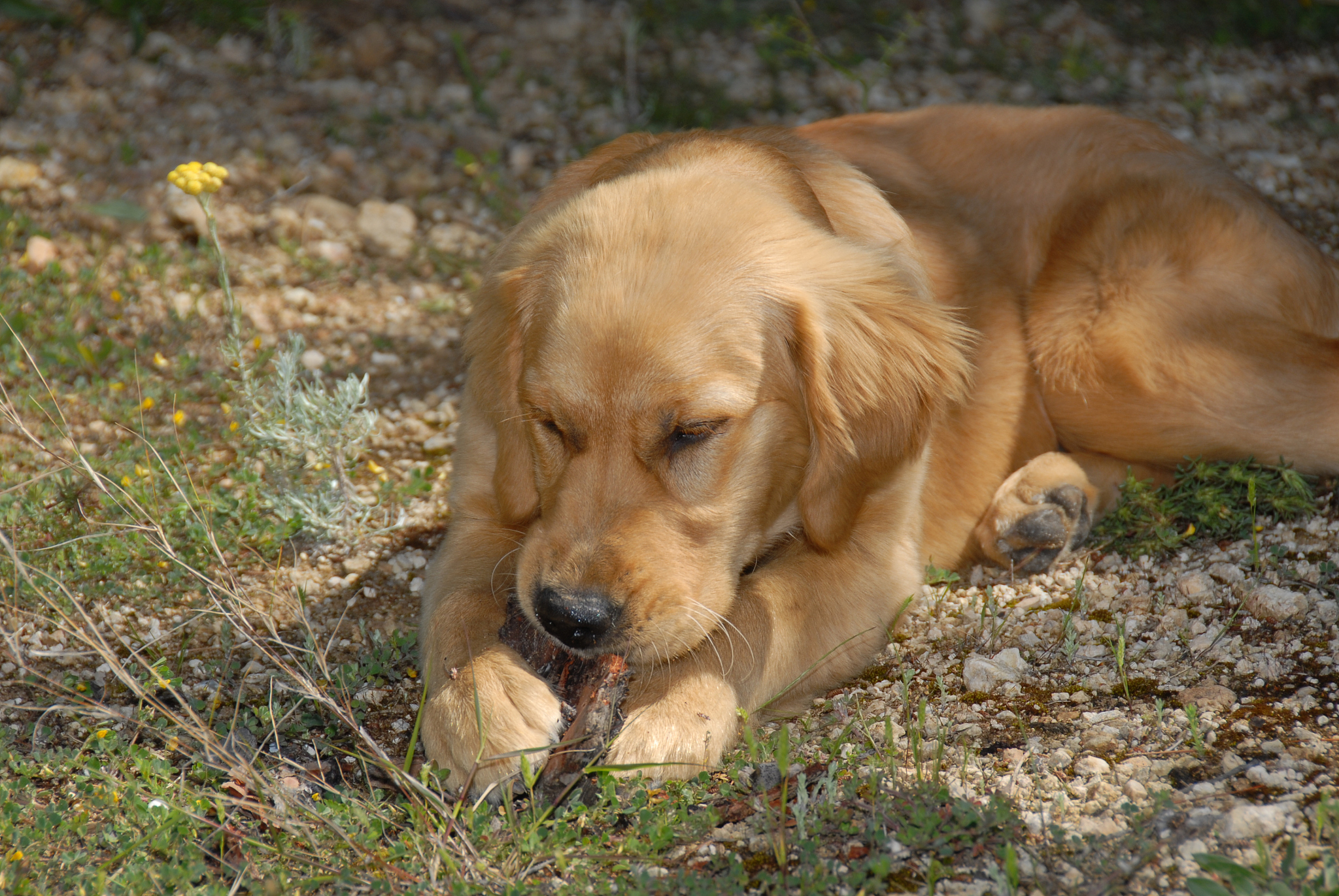 labrador retriever / hund - spanien