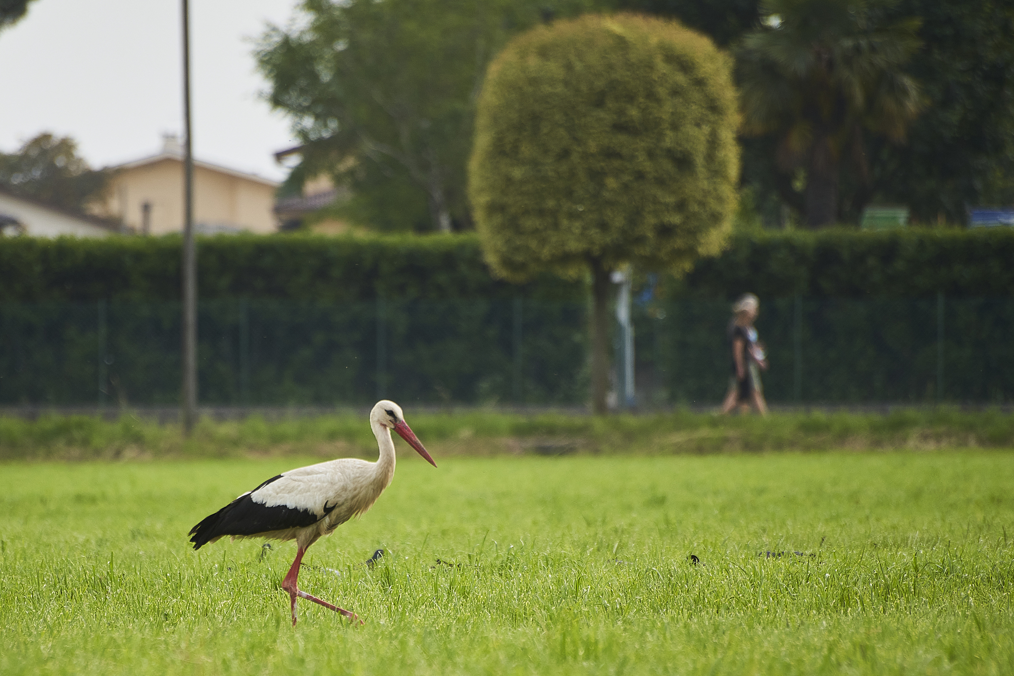 a stork walking in the city during the pandemic