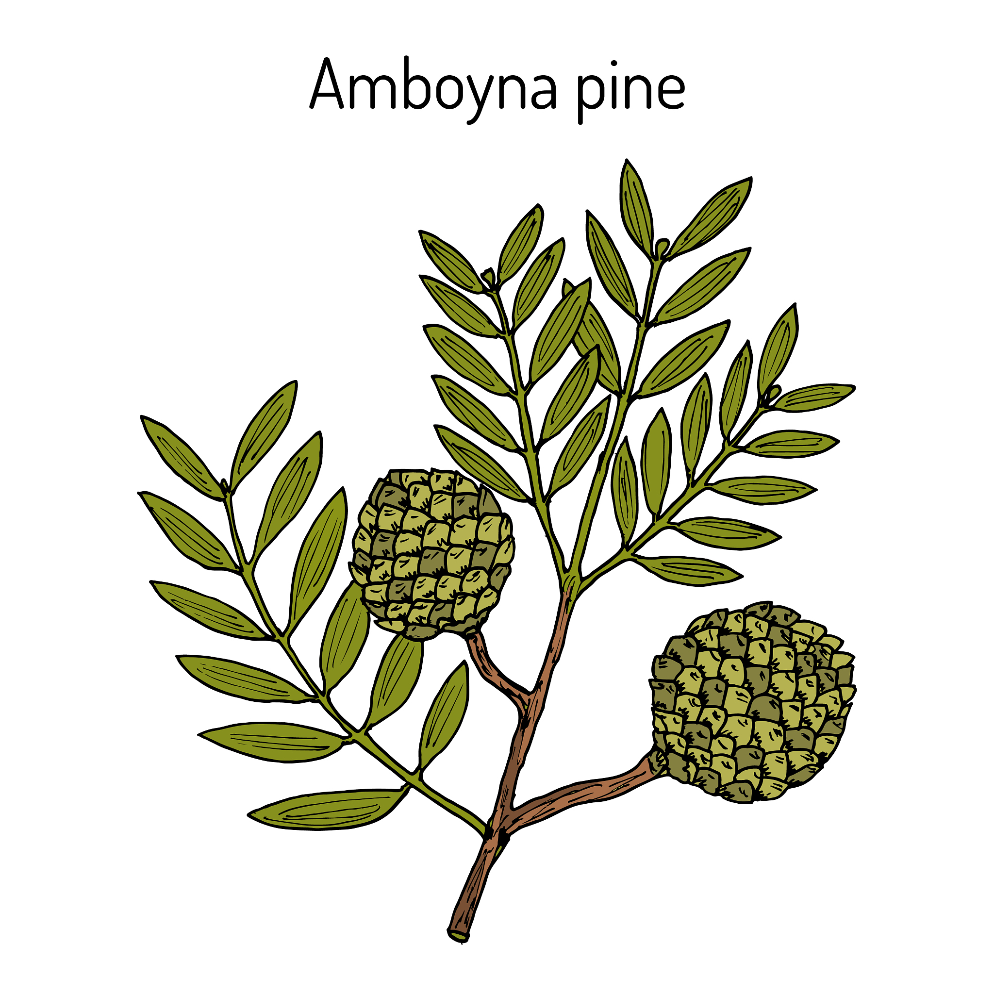 FITOTERAPIA研究范围：植物药物学、药理学和临床应用