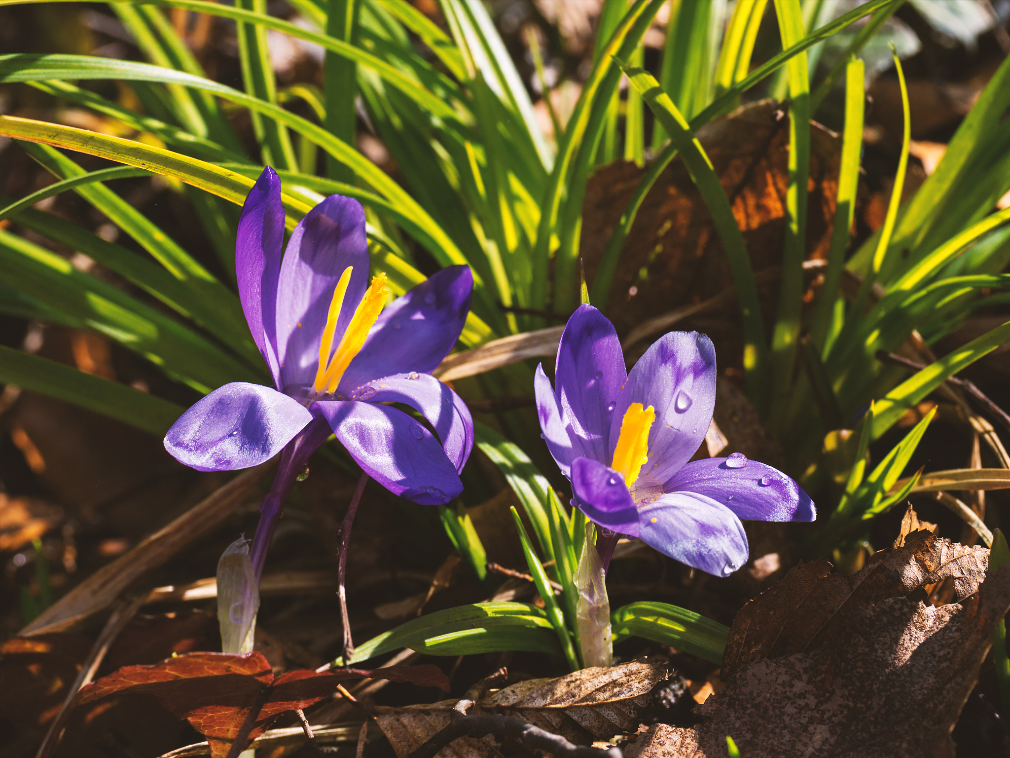 crocus flowers
