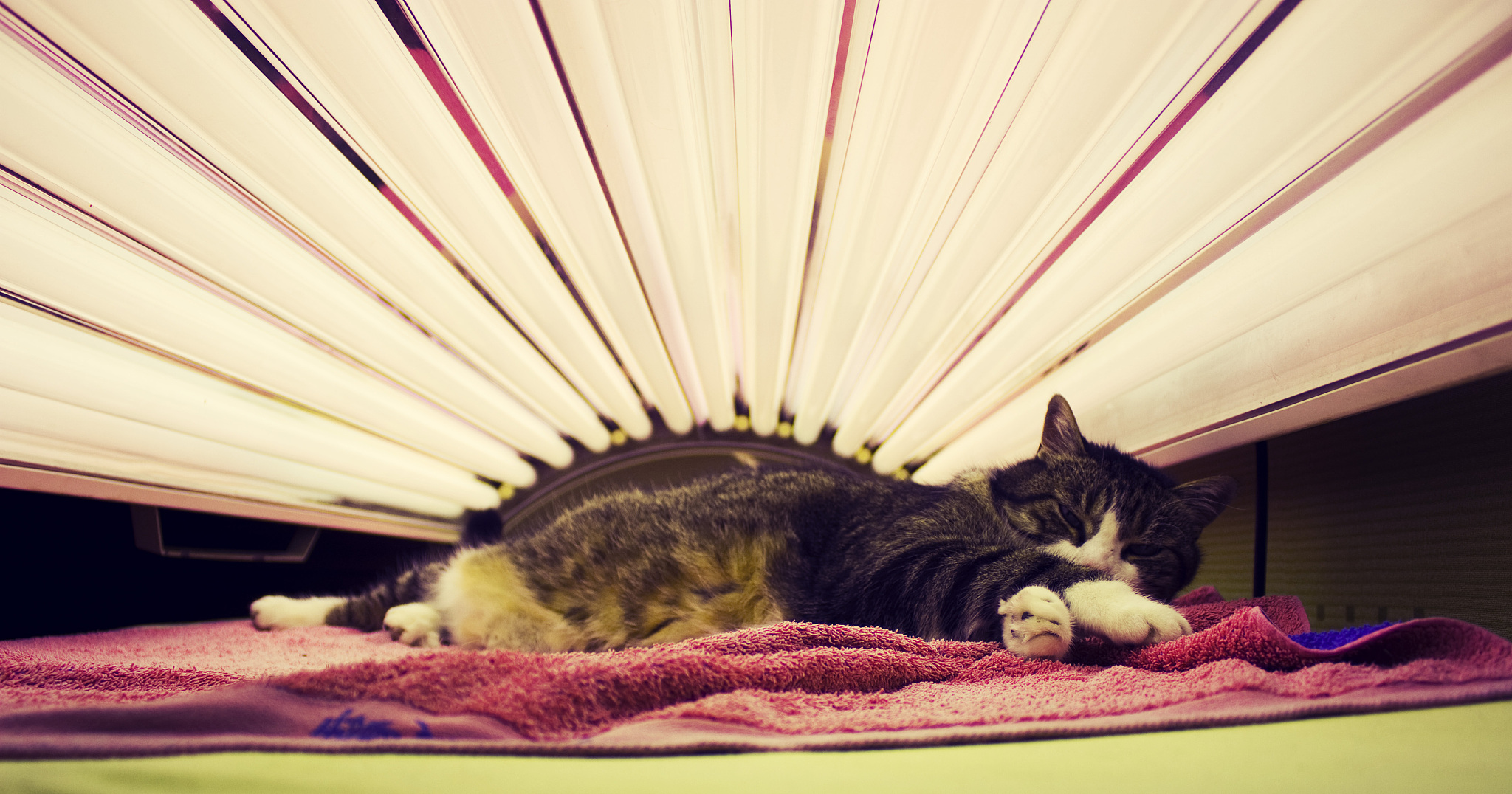 以一名猫咪主人的口吻写篇500字： 为什么猫咪总是喜欢在箱子里蜷缩睡觉？