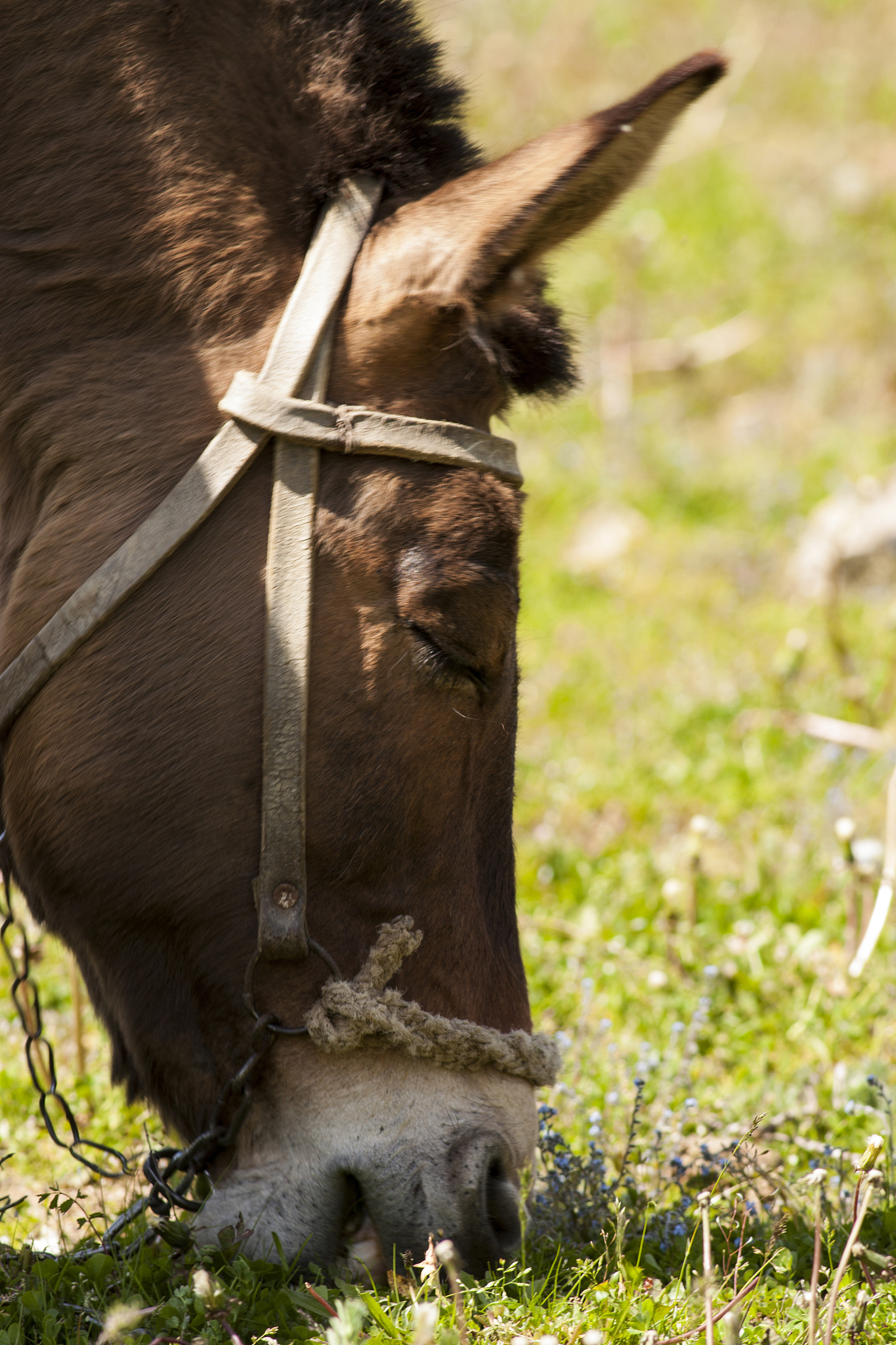 donkey with harness