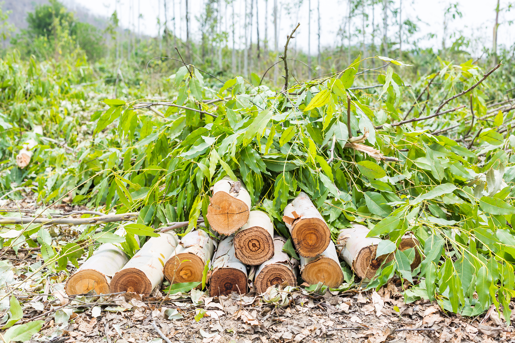 eucalyptus tree was cut in the forest