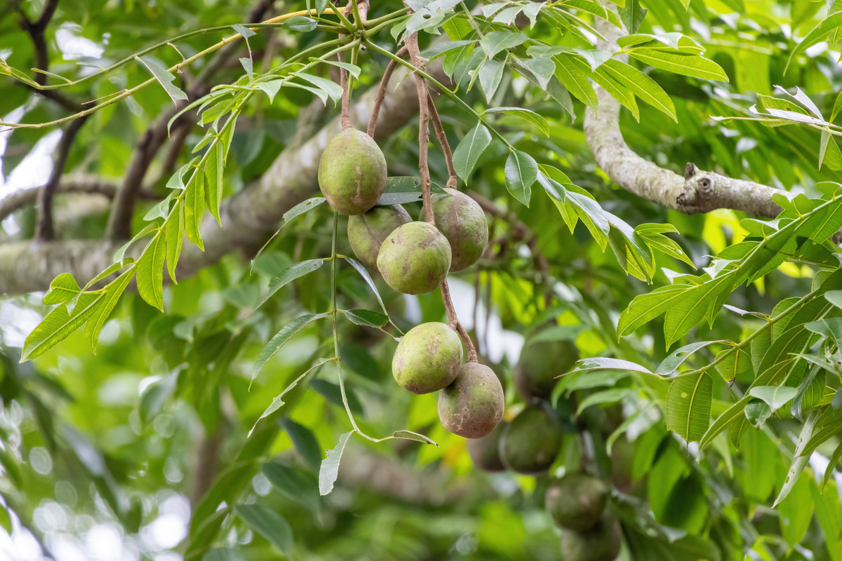 广西澳洲坚果种植技术