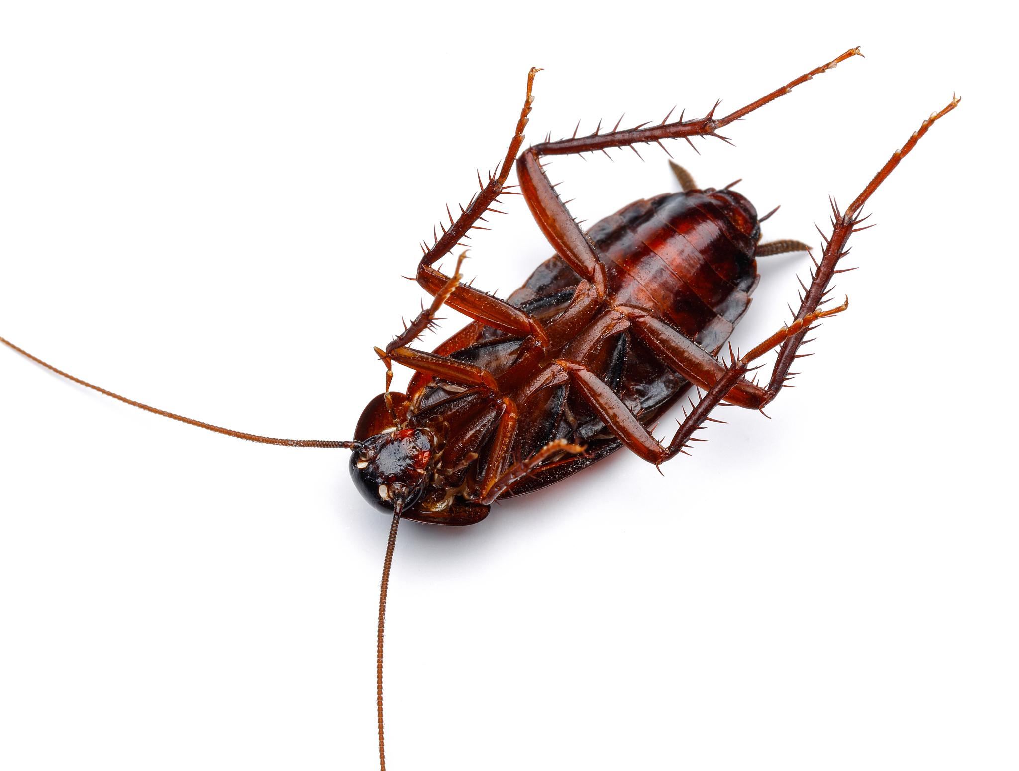 蟑螂，不是昆虫？你确定？