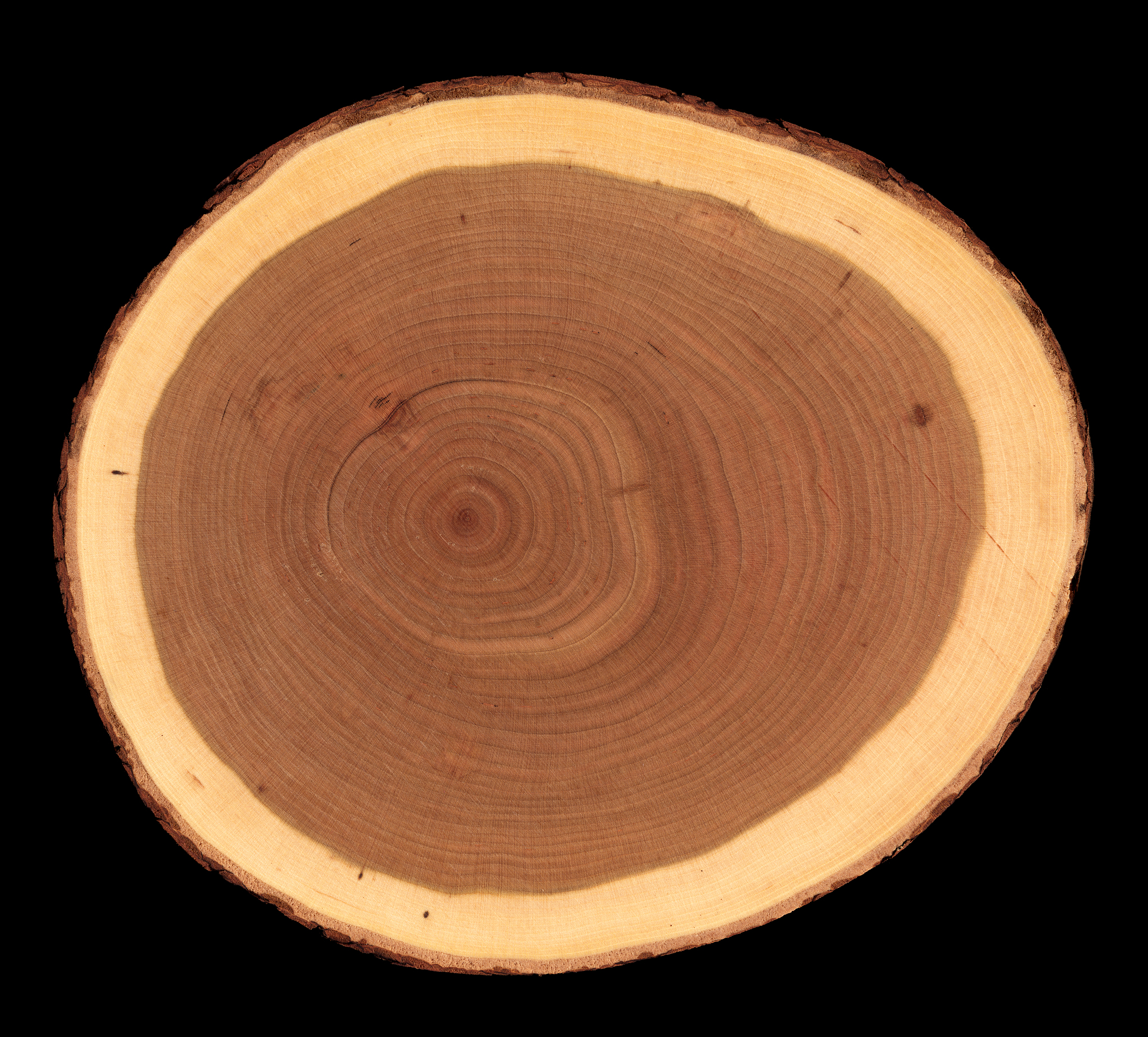 树木年轮密的一面：生长方向与历史的印记