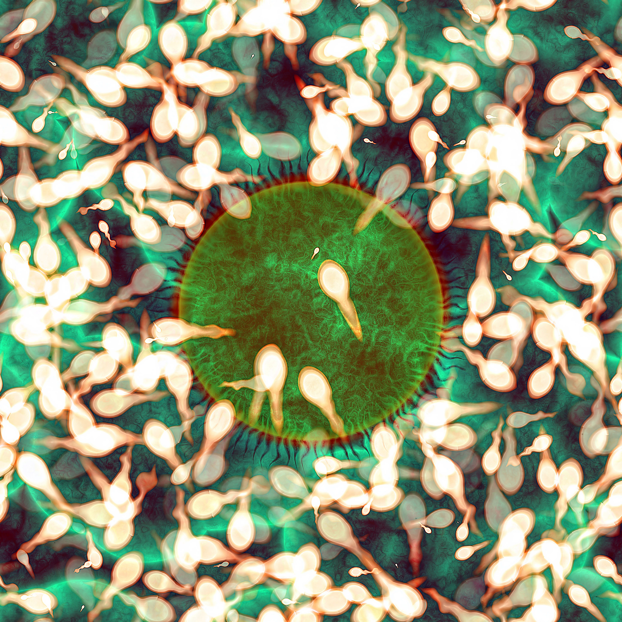 女性绝育后还能吸收精子吗？精子真的可以美容吗？