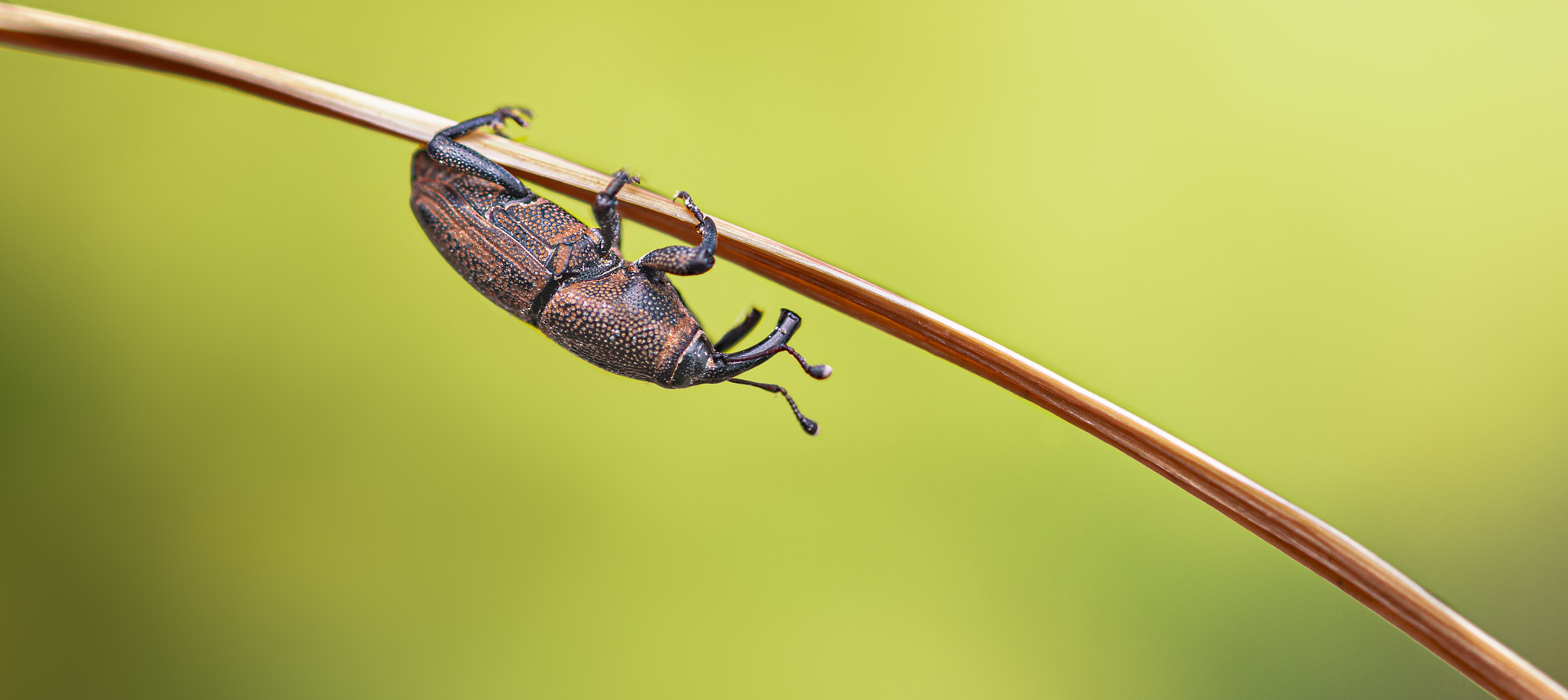 close-up of insect on plant