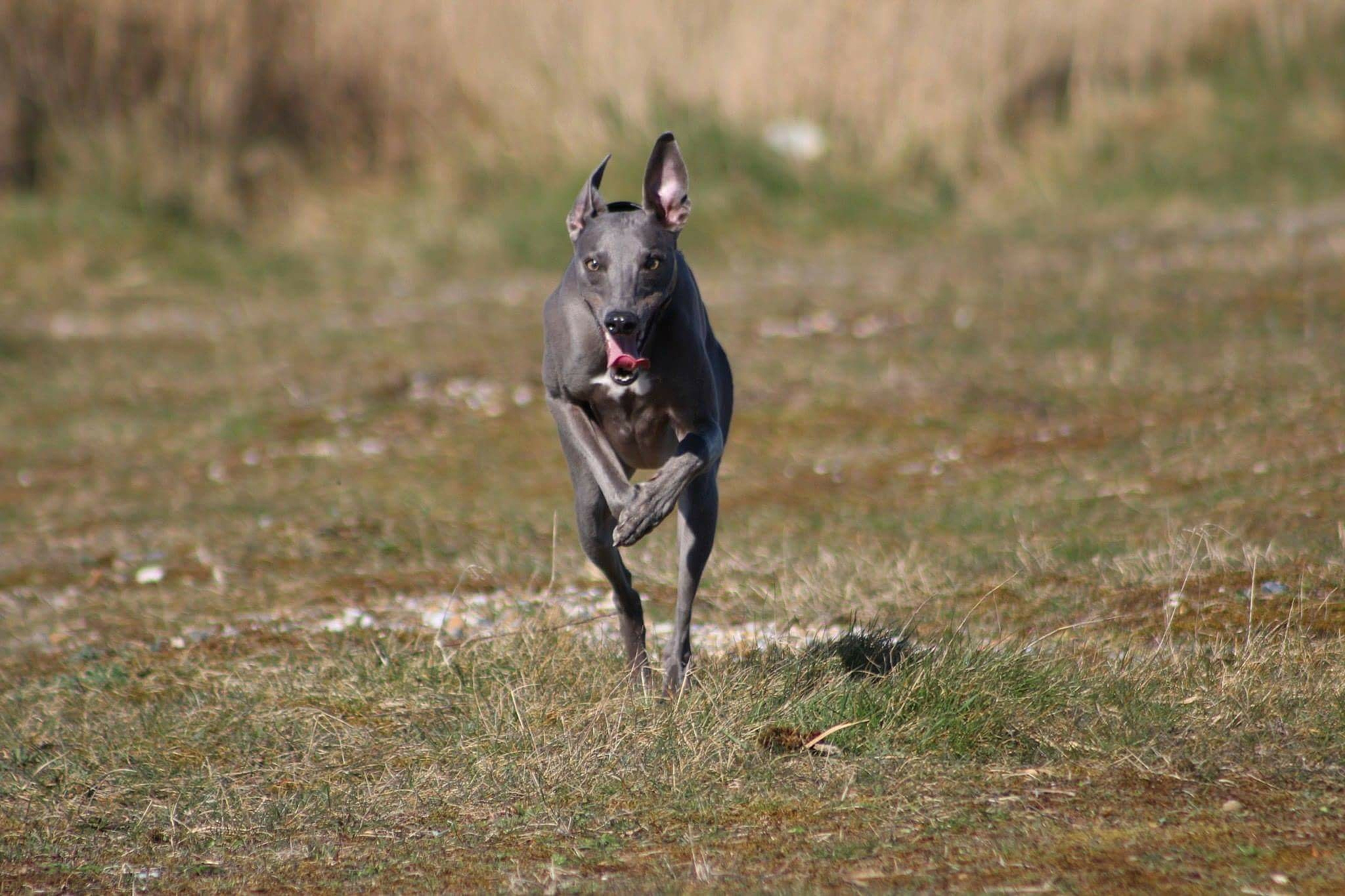 front view of running dog